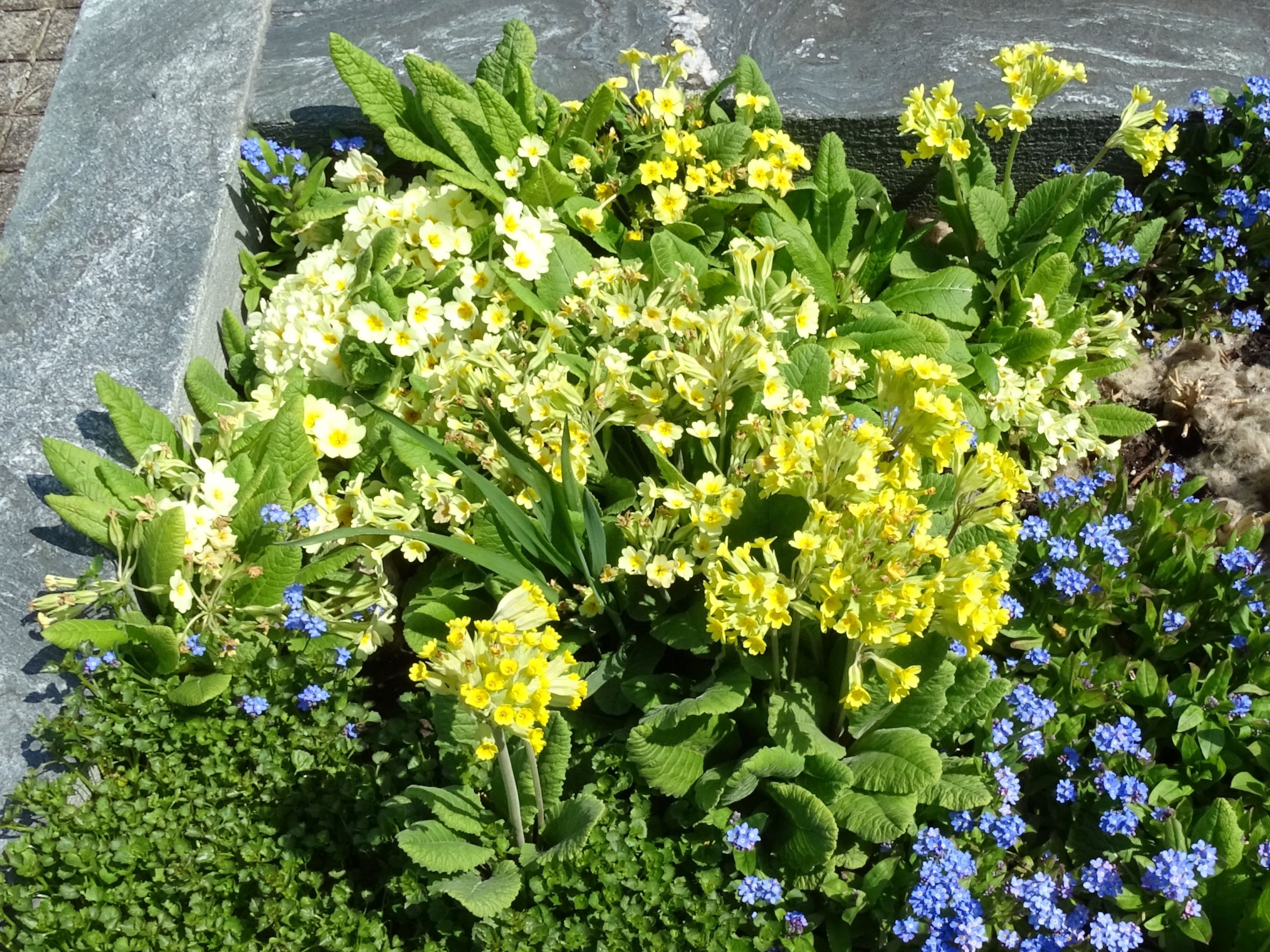 DSC04948 (2) friedhof hainburg, 2021-04-24, in kultur, primula veris, primula vulgaris und hybridschwarm.JPG