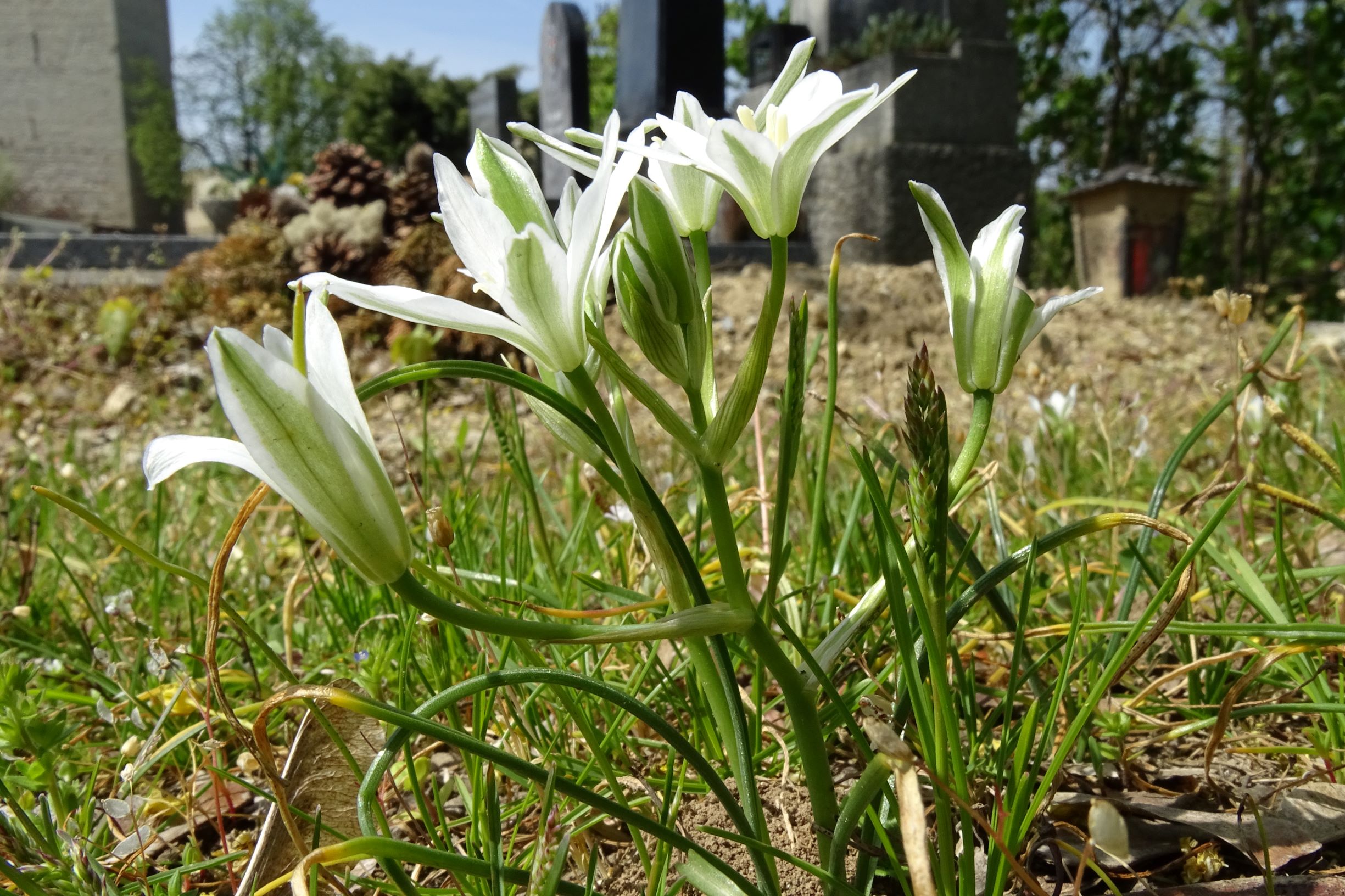 DSC04955 friedhof hainburg, 2021-04-24, ornithogalum kochii.JPG