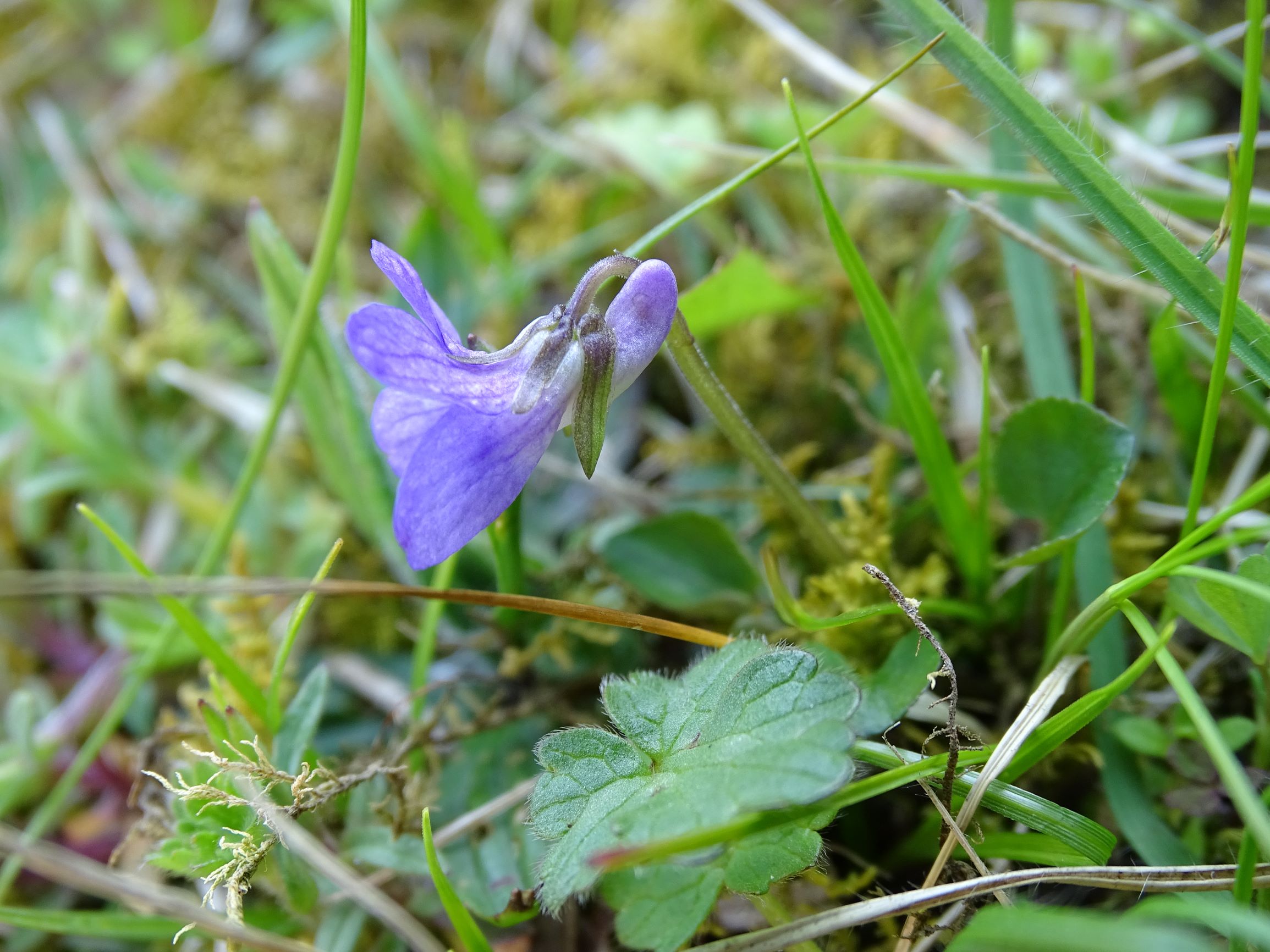 DSC04982 friedhof hainburg, 2021-04-24, viola rupestris.JPG