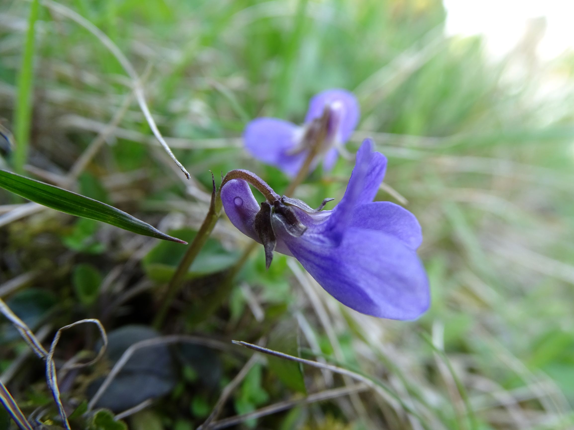 DSC04988 friedhof hainburg, 2021-04-24, viola rupestris.JPG