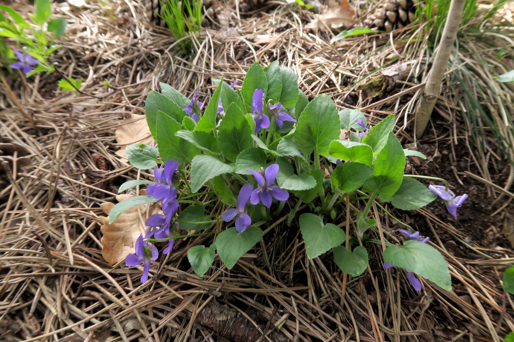 Viola ssp. (Rosettenveilchen), Perchtoldsdrf Waldstreifen zw. Großer und Kleiner Heide 23.04.2021 C5X (1).JPG