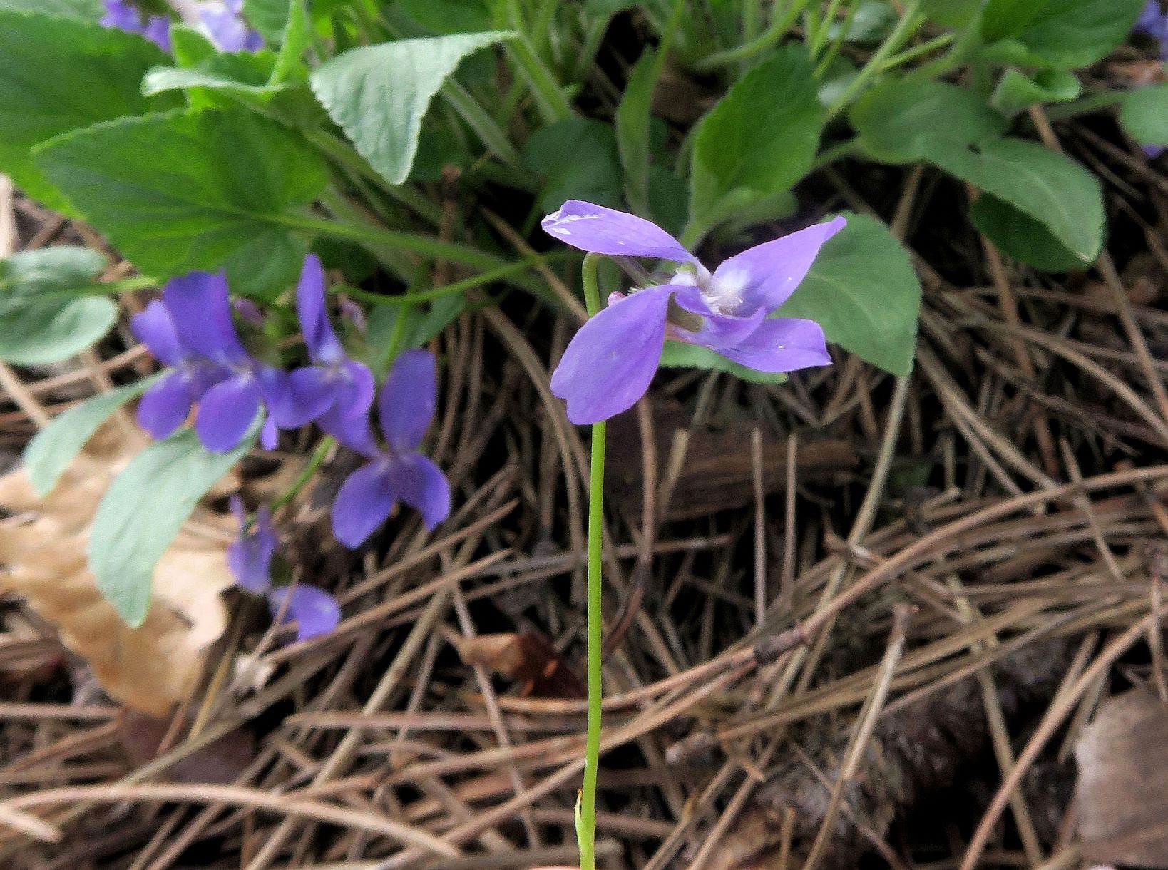 Viola ssp. (Rosettenveilchen), Perchtoldsdrf Waldstreifen zw. Großer und Kleiner Heide 23.04.2021 C5X (2).JPG