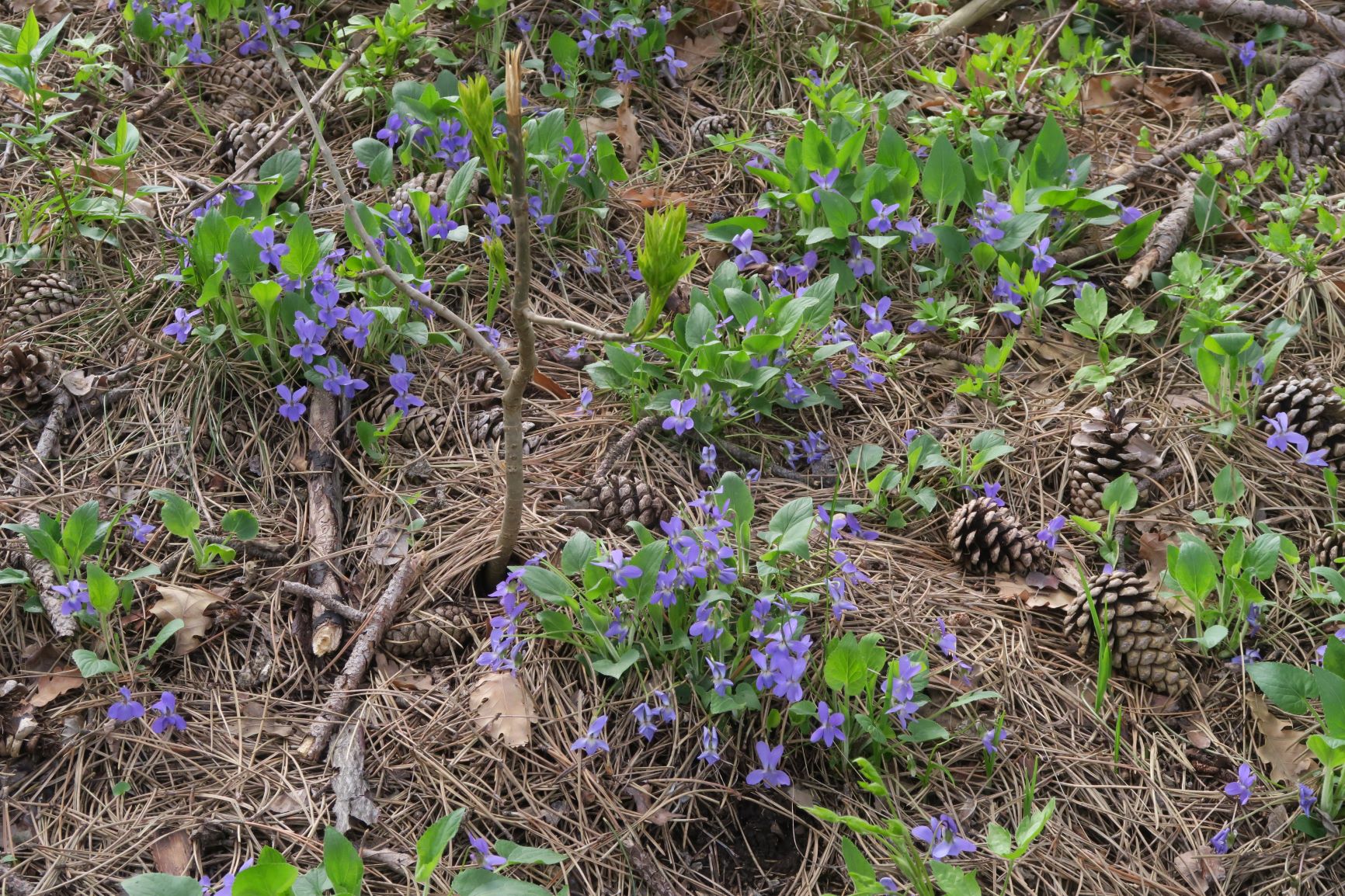 Viola ssp. (Rosettenveilchen), Perchtoldsdrf Waldstreifen zw. Großer und Kleiner Heide 23.04.2021 C5X (5).JPG