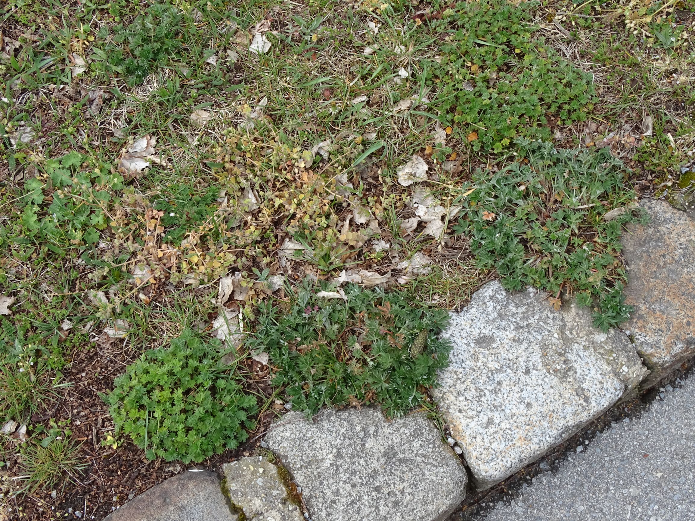 DSC03243 breitenbrunn, 2021-04-14, potentilla argentea und unbestimmbare sp. (argentea-verwandtschaft) wie in prellenkirchen.JPG