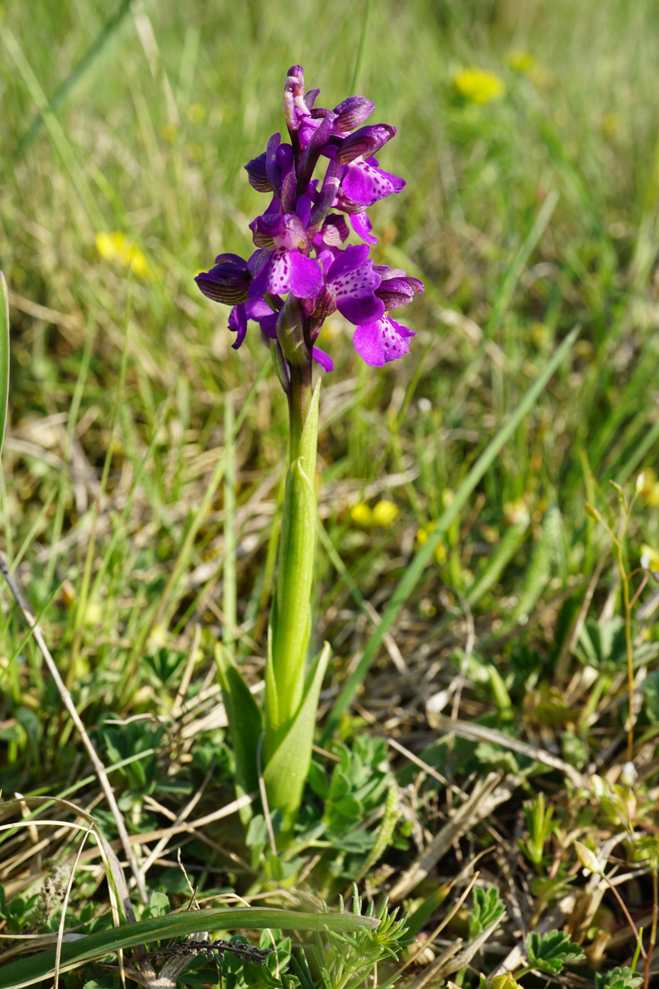 210424_Anacamptis morio_Illmitz Geiselsteller.JPG