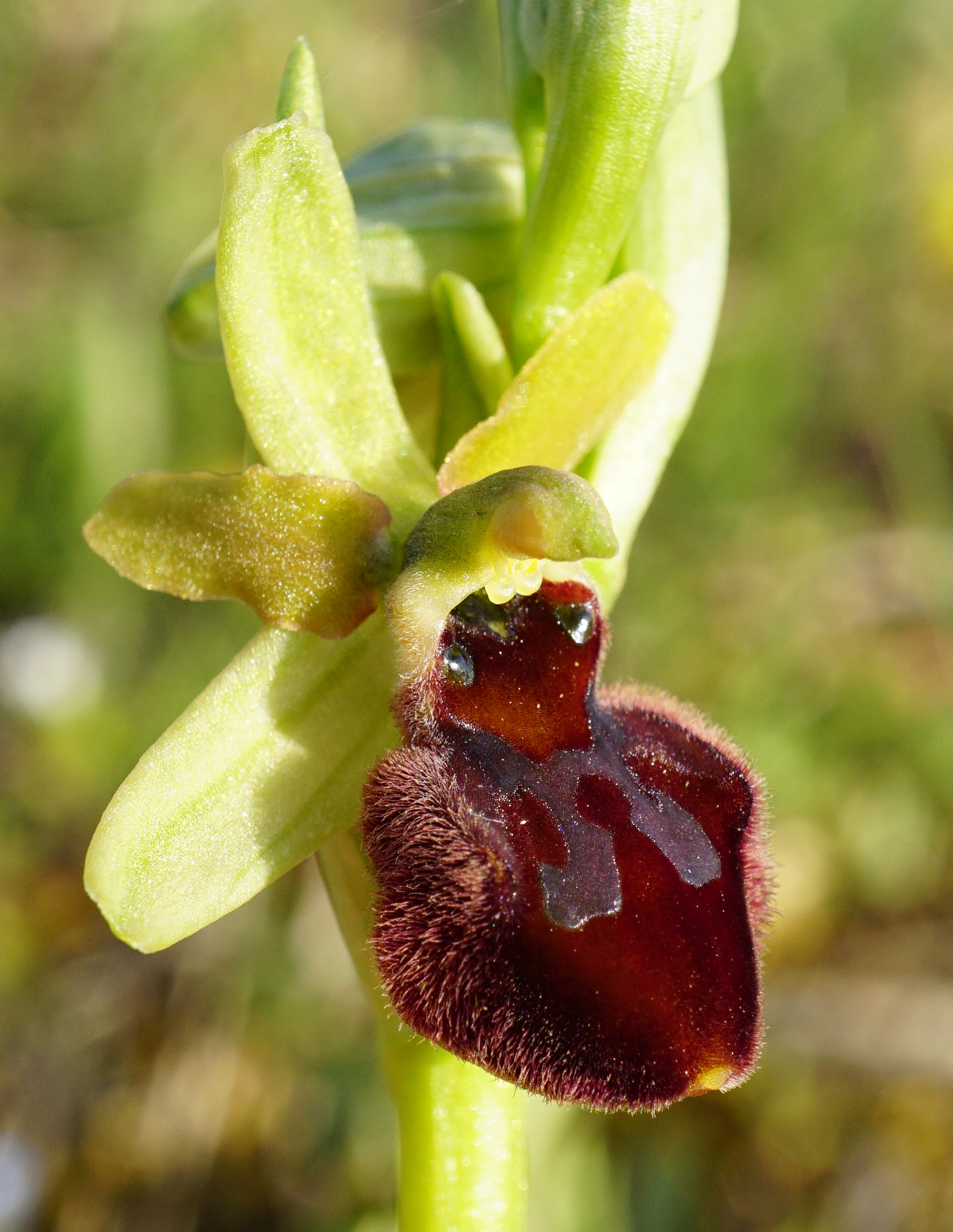 210424_Ophrys sphegodes_Illmitz Geiselsteller.JPG