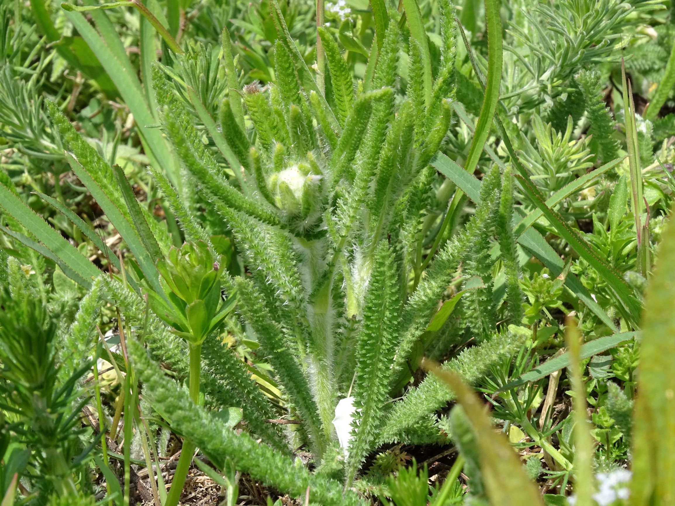 DSC05122 achillea pannonica, spitzerberg, 2021-04-26.JPG