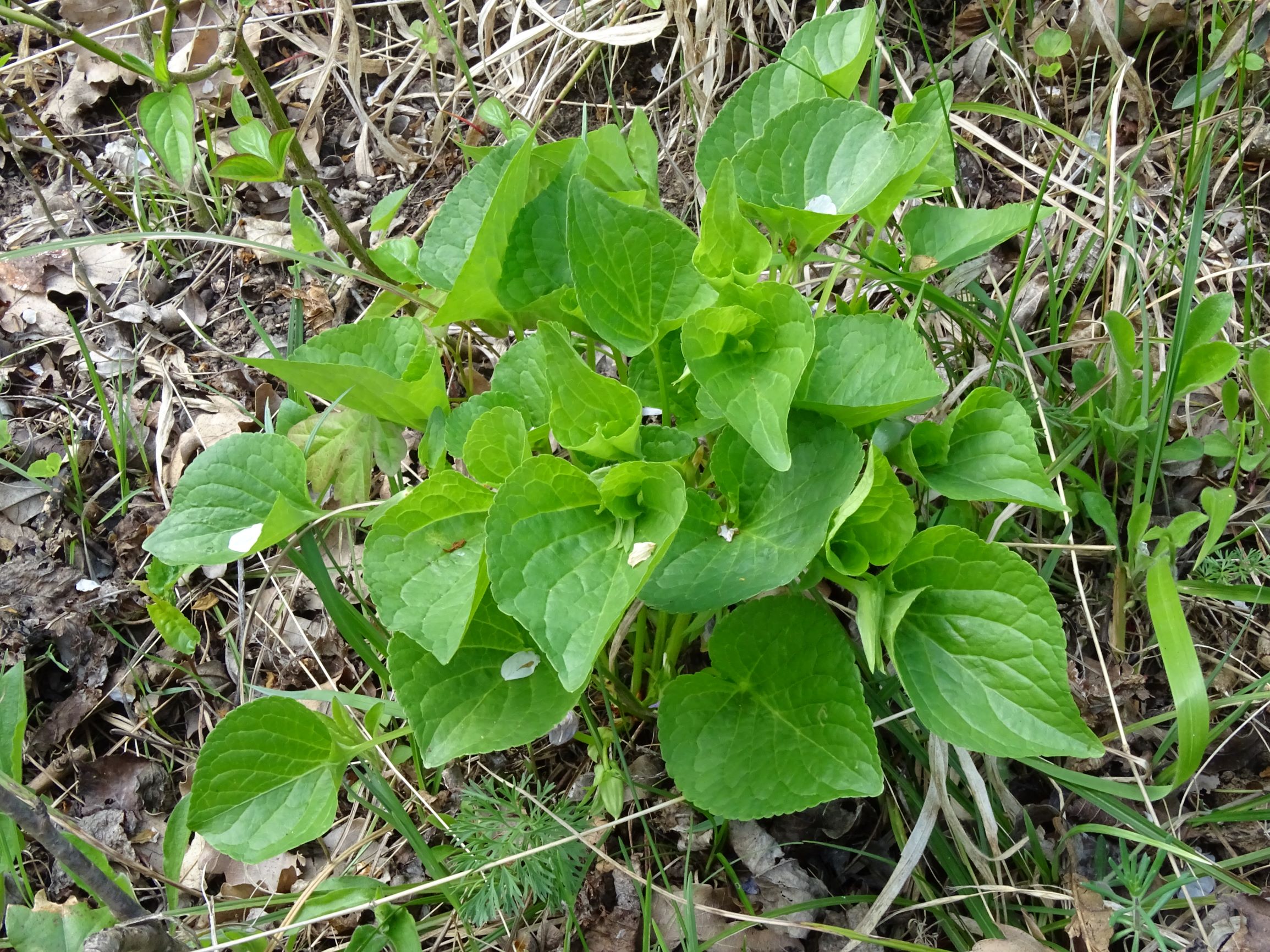 DSC05184 spitzerberg, 2021-04-26, viola mirabilis.JPG