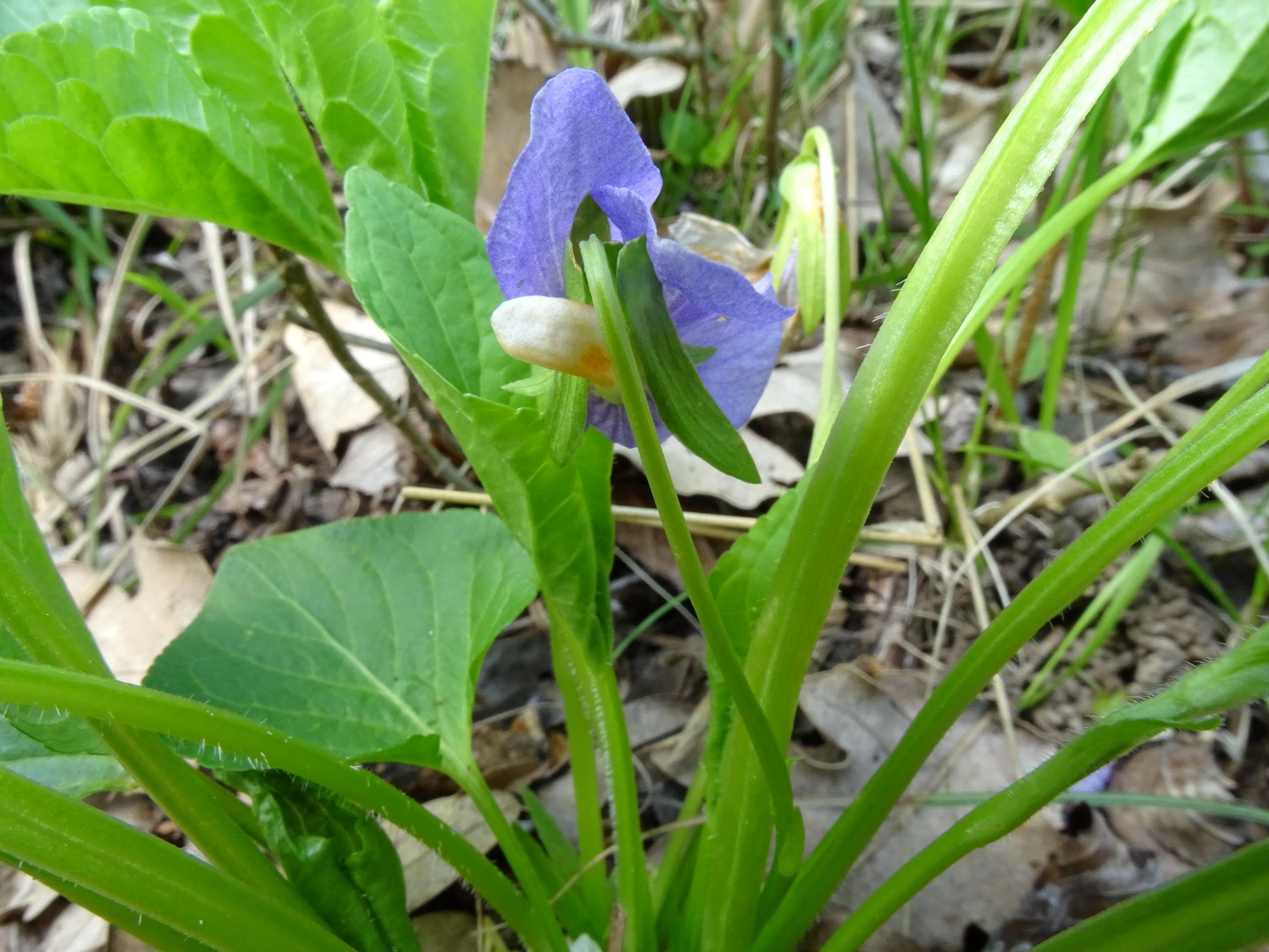 DSC05192 spitzerberg, 2021-04-26, viola mirabilis.JPG