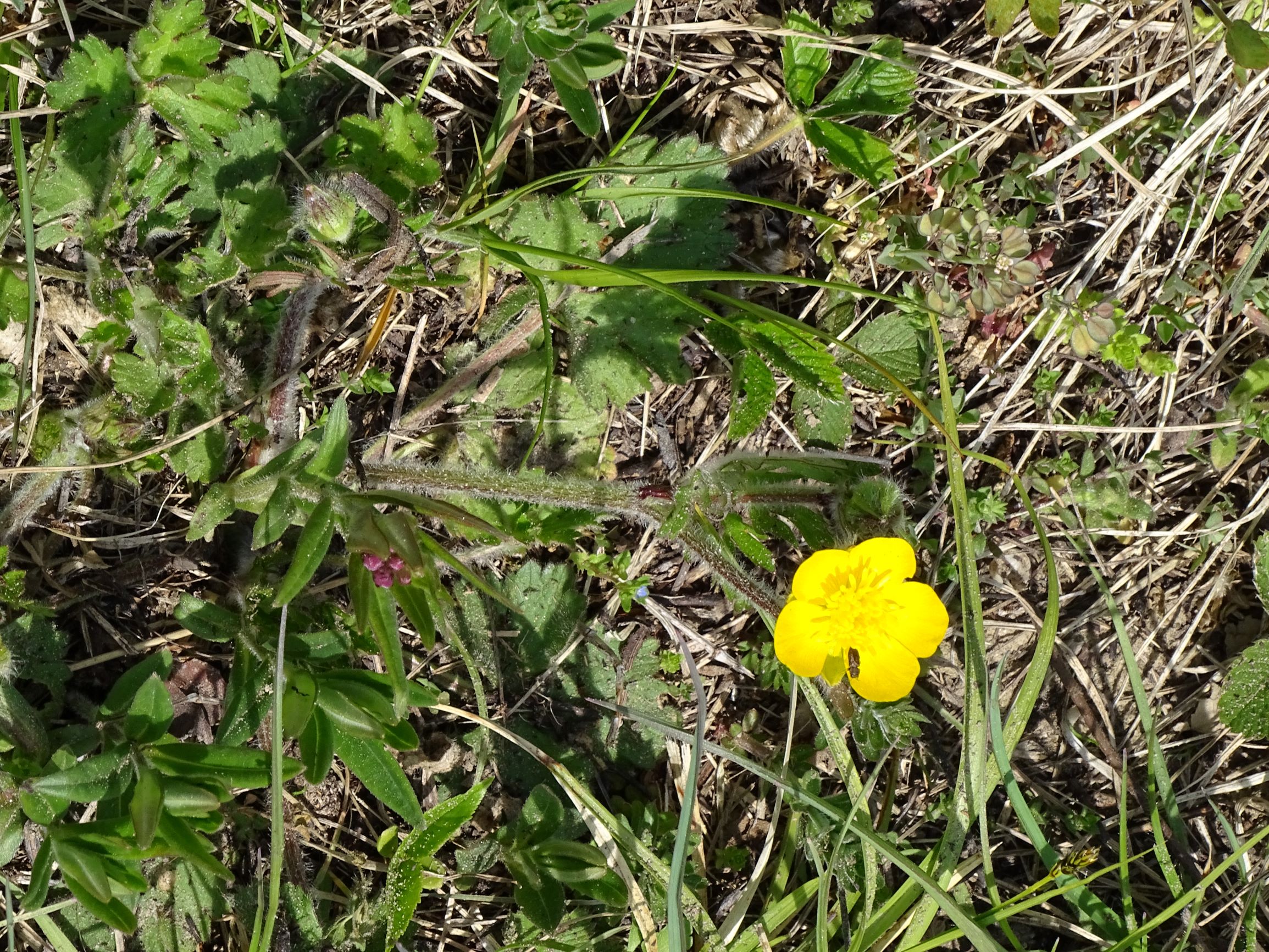 DSC05139 phäno spitzerberg, 2021-04-26, ranunculus bulbosus.JPG