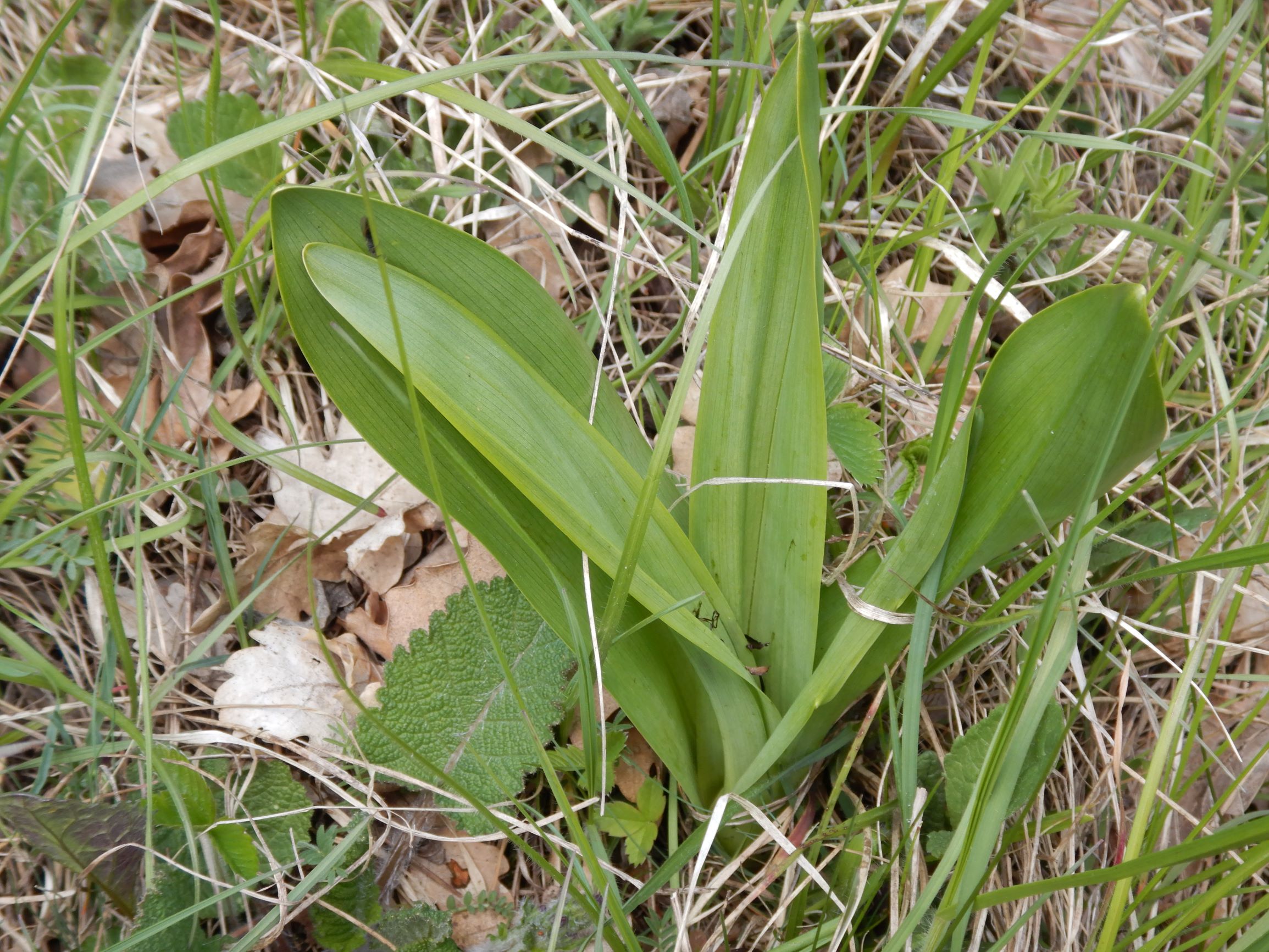 DSCN2916 spitzerberg, 2021-04-26, colchicum autumnale.JPG