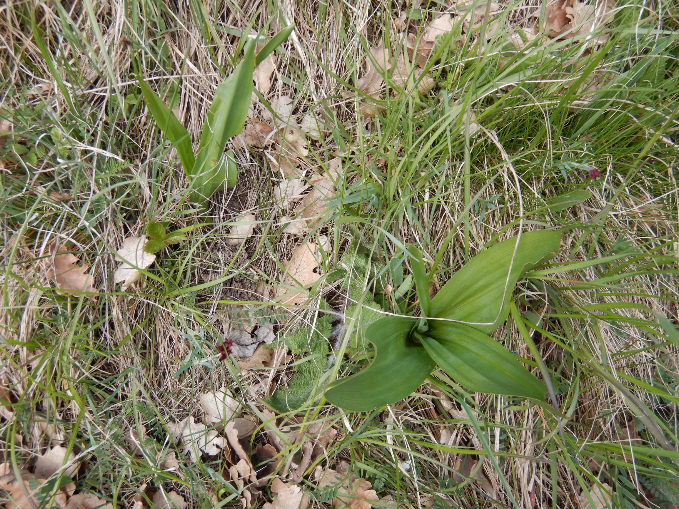 DSCN2919 spitzerberg, 2021-04-26, colchicum autumnale.JPG