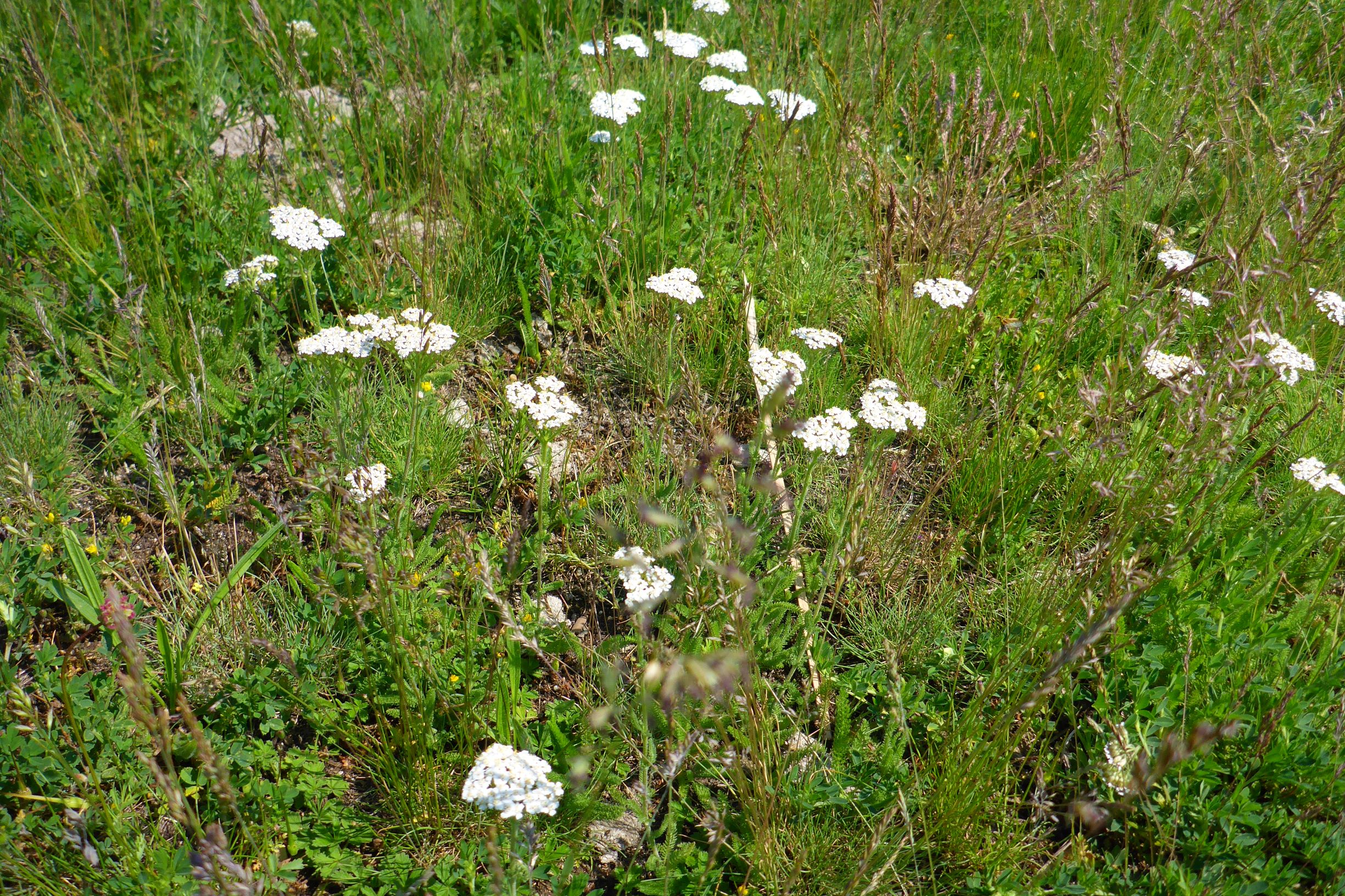 P1640036 achillea setacea, 2019-05-25, oggauer heide.JPG