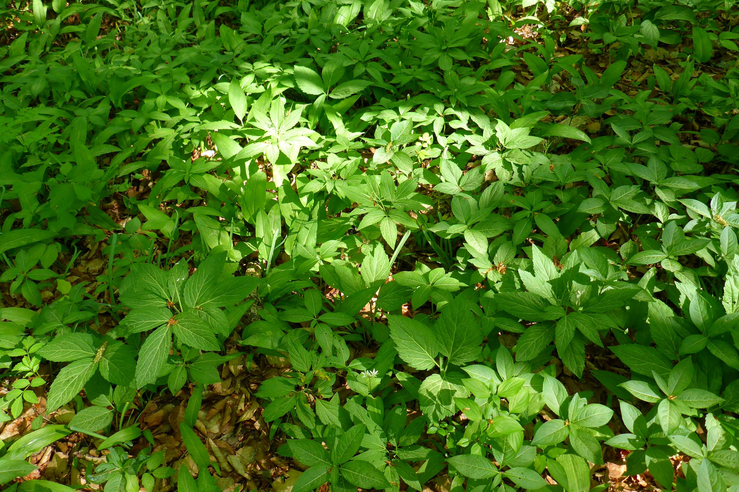 P1370556 mercurialis perennis pannonisch, leithagebirge breitenbrunn, 2018-04-20.JPG