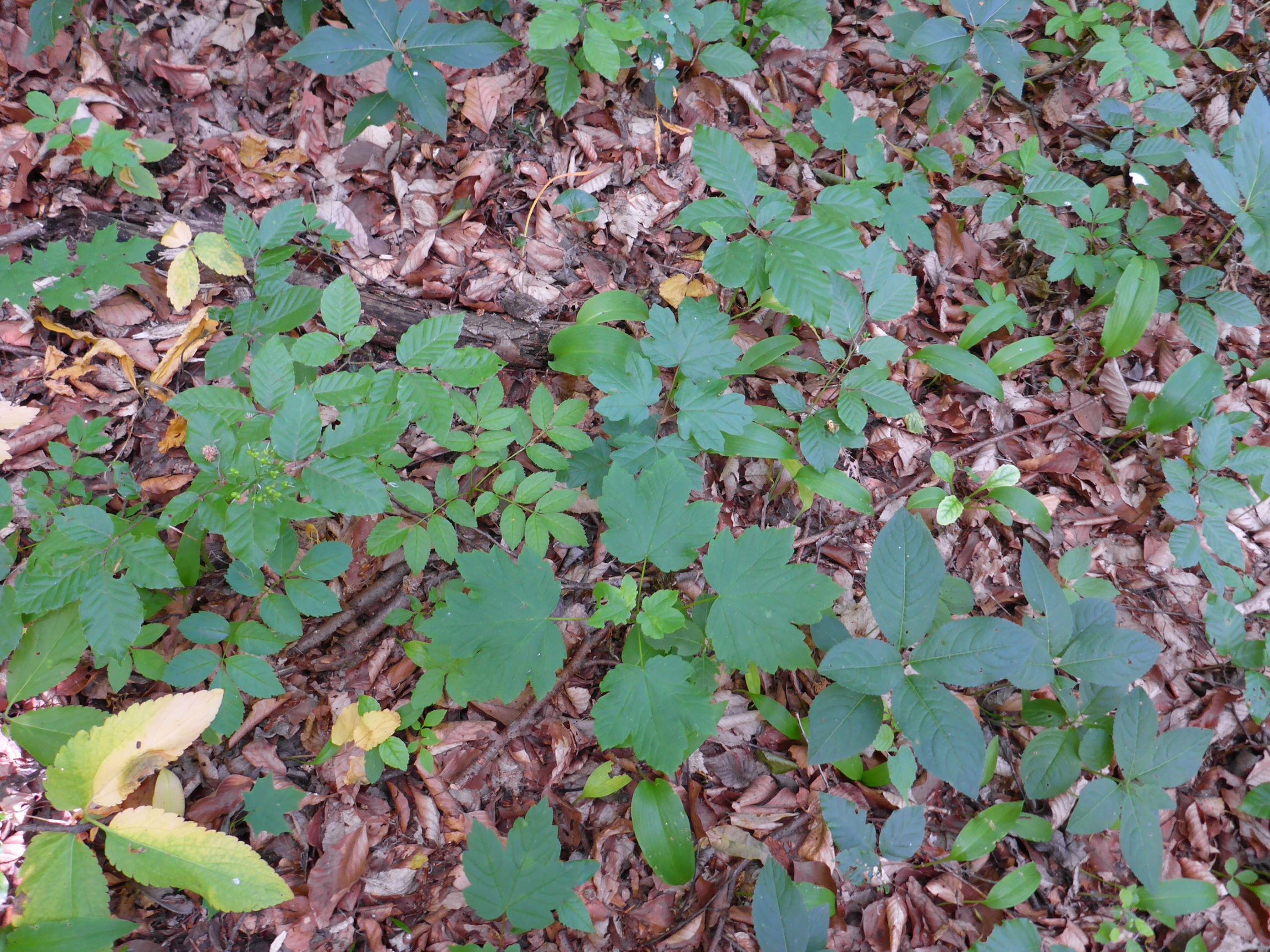 P1040526 mercurialis perennis pannonisch, leithagebirge breitenbrunn.JPG