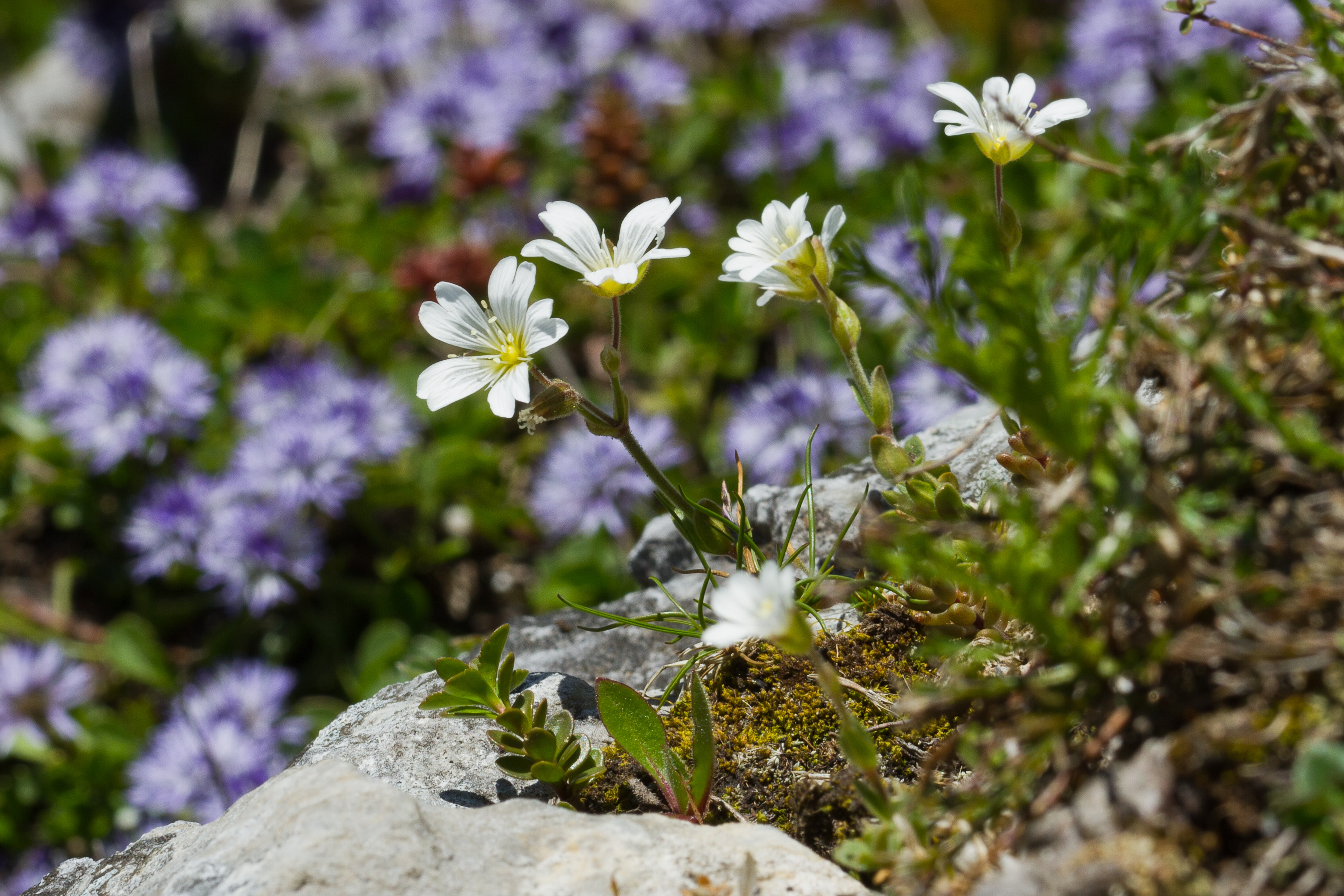 Caryophyllaceae_Cerastium carinthiacum carinthiacum cf 2-2.jpg