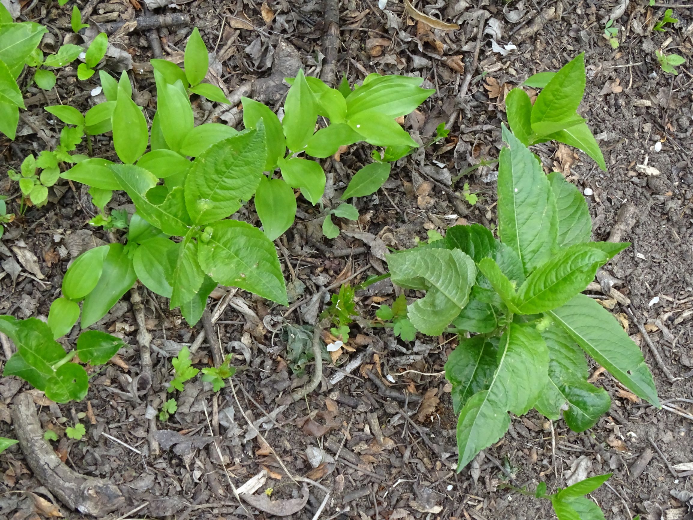 DSC05241 mercurialis perennis pannonisch, spitzerberg, 2021-04-26.JPG