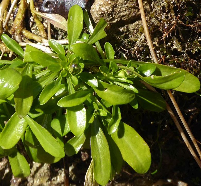 P1100120 Arabis soyeri AS.jpg