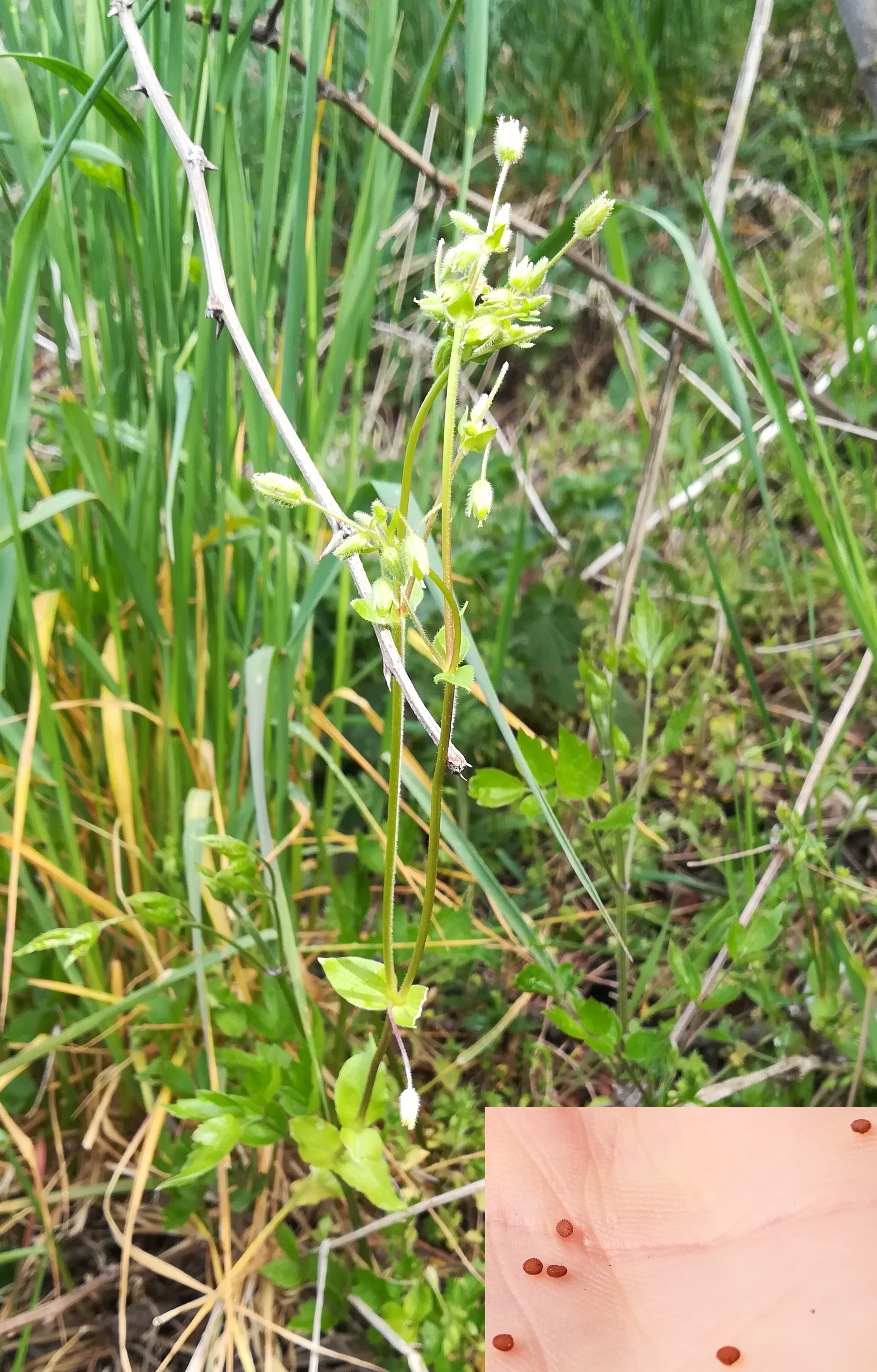 stellaria ruderalis fischamend E bhf_20210430_094123.jpg