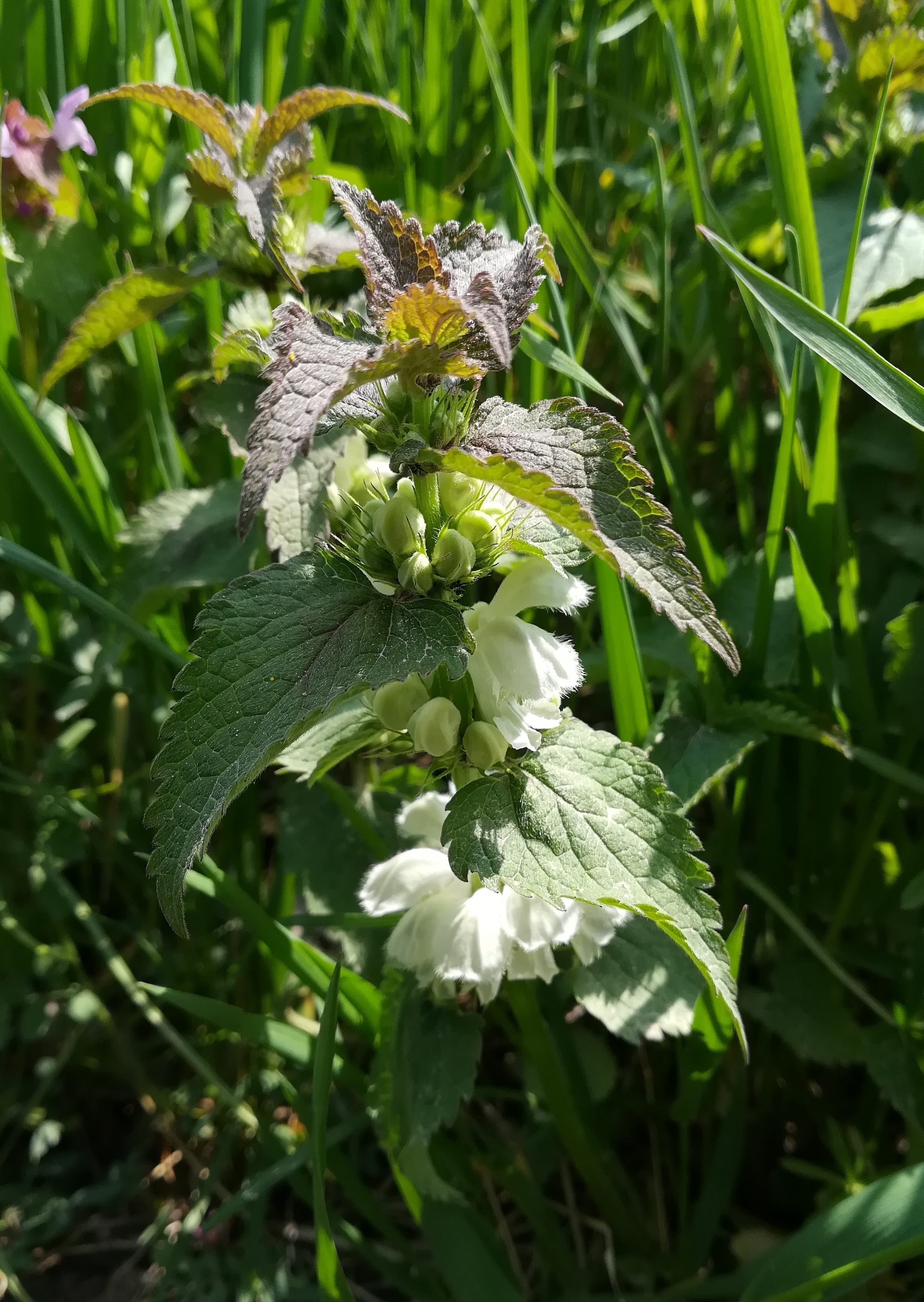 lamium album sierndorf march_20210501_113216.jpg