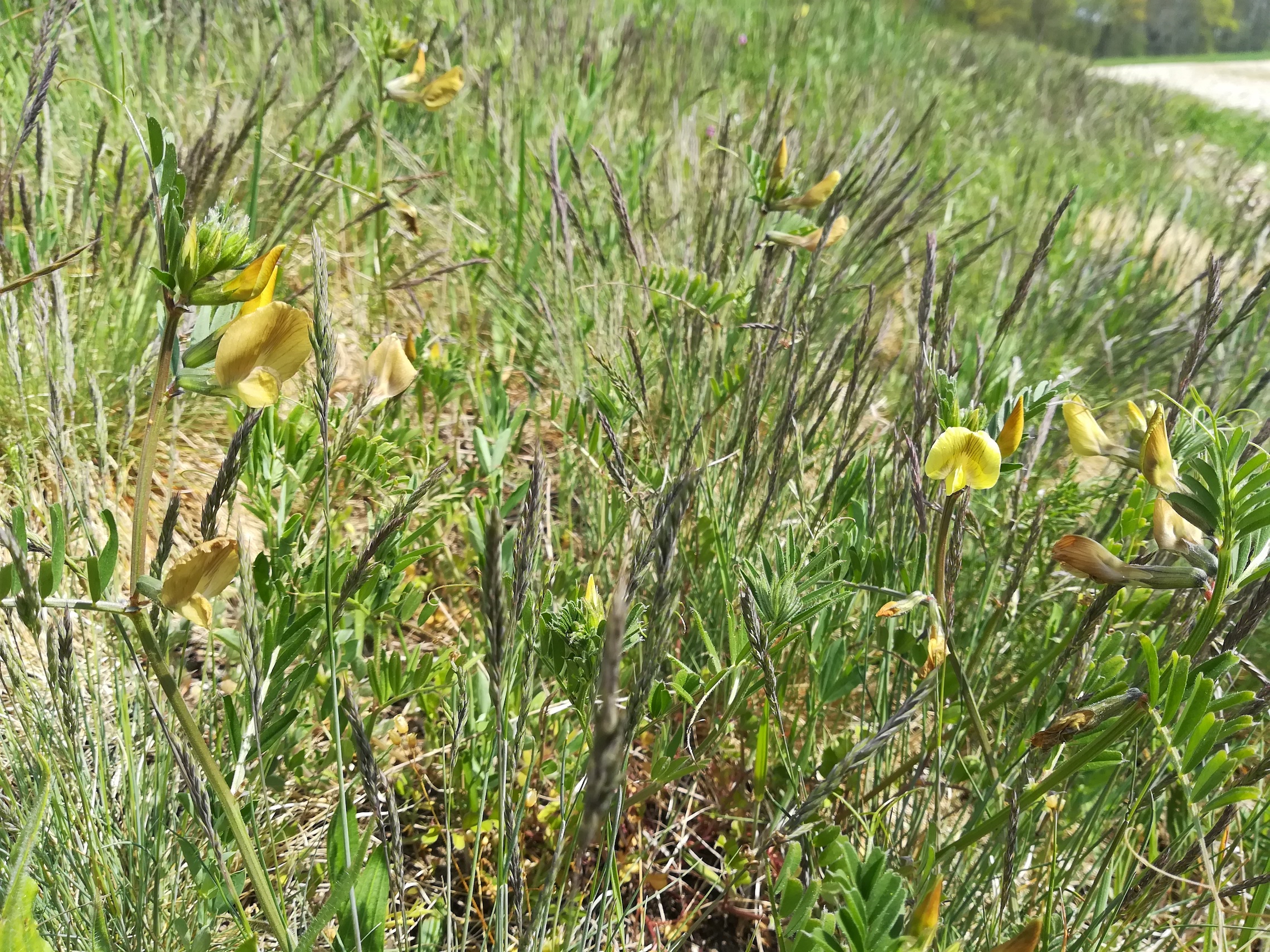 vicia grandiflora sierndorf march_20210501_140803.jpg