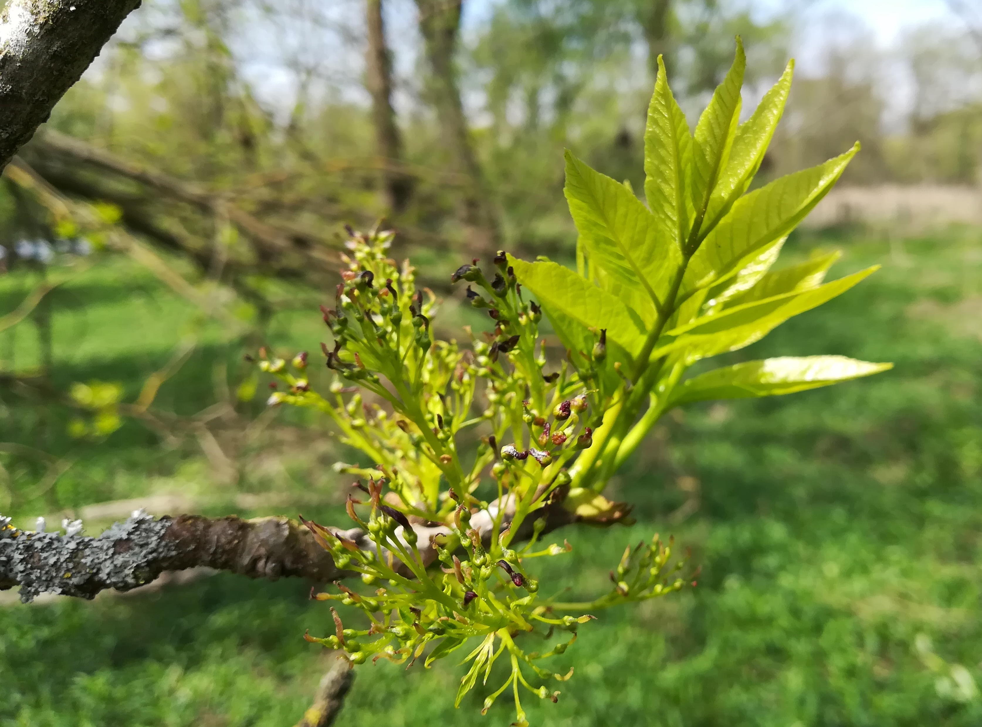 fraxinus angustifolia sierndorf march_20210501_132556.jpg