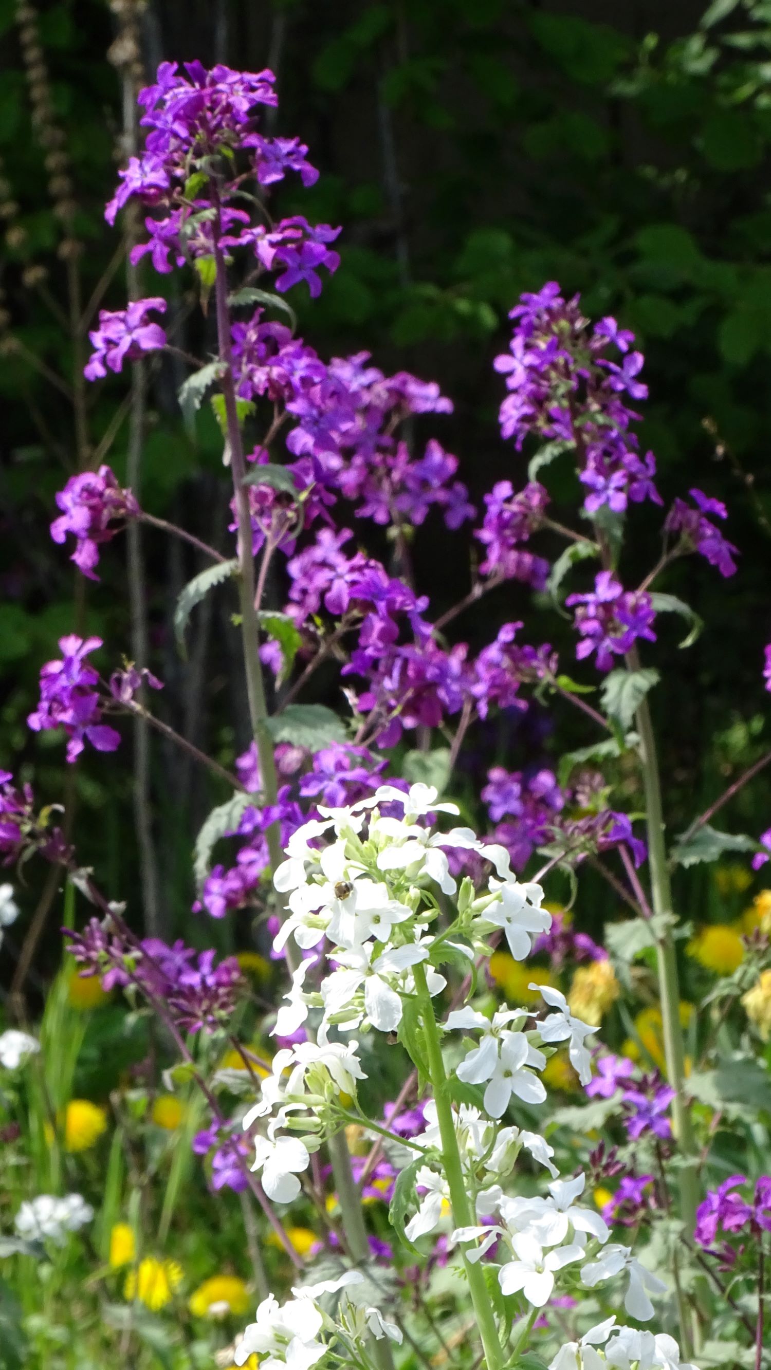 DSC05800 (2) lunaria annua, prellenkirchen-mitte, 2021-04-30.JPG