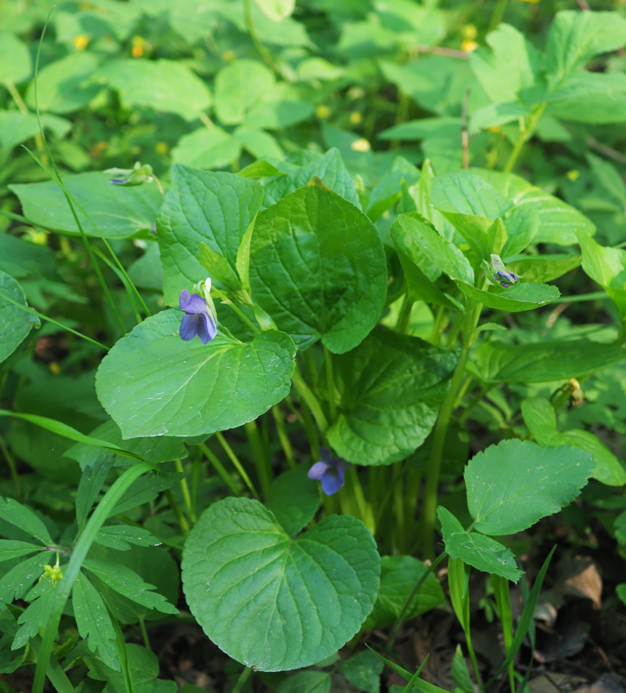 20210430 Eckartsau - Viola mirabilis stengelständige Blüte.jpg