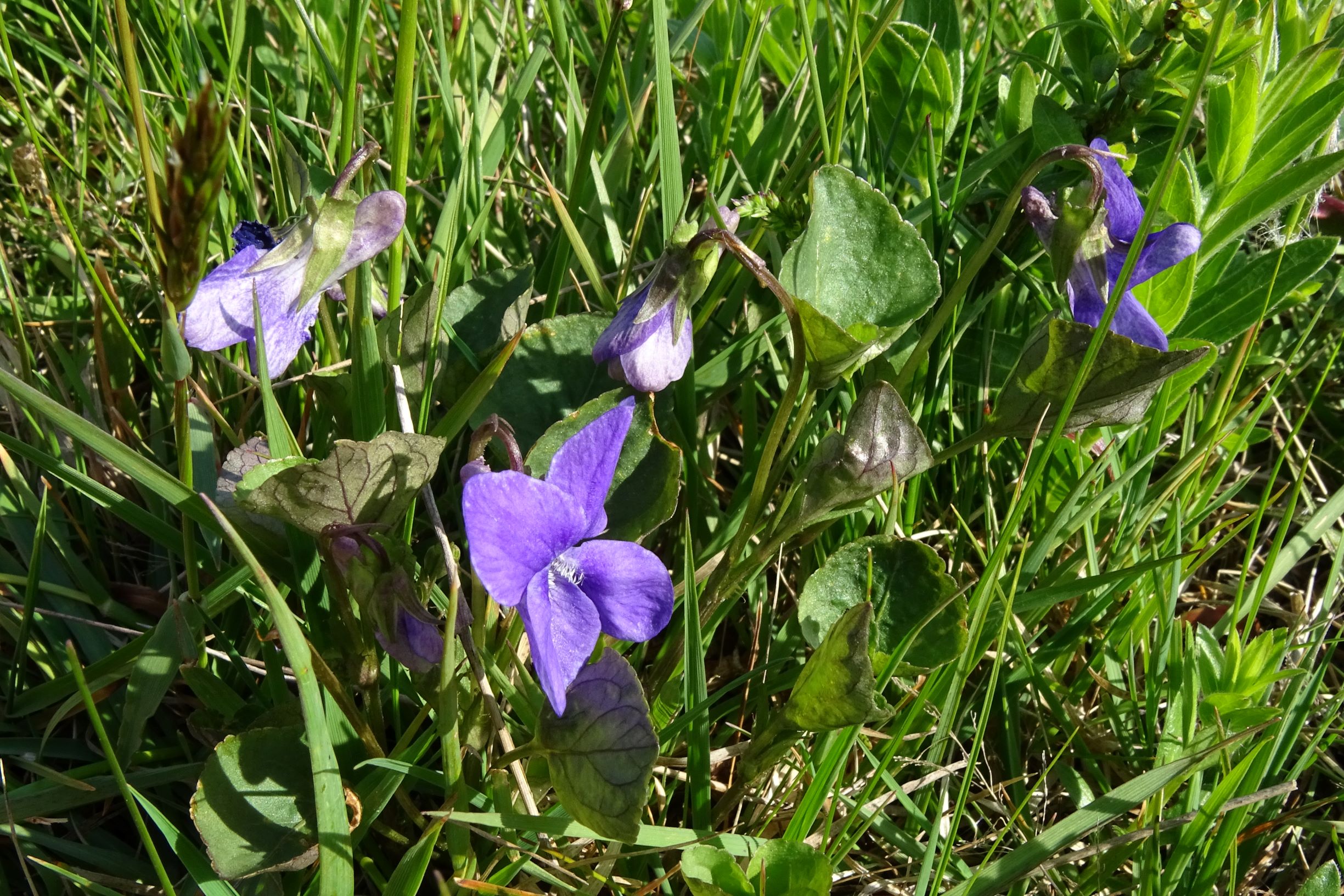 DSC05978 leithagebirge breitenbrunn, 2021-05-01, viola cf. rupestris x riviniana.JPG