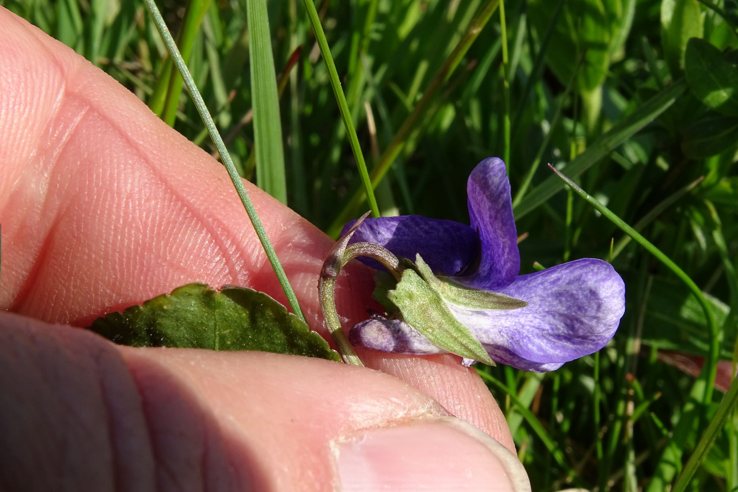 DSC05979 leithagebirge breitenbrunn, 2021-05-01, viola cf. rupestris x riviniana.JPG