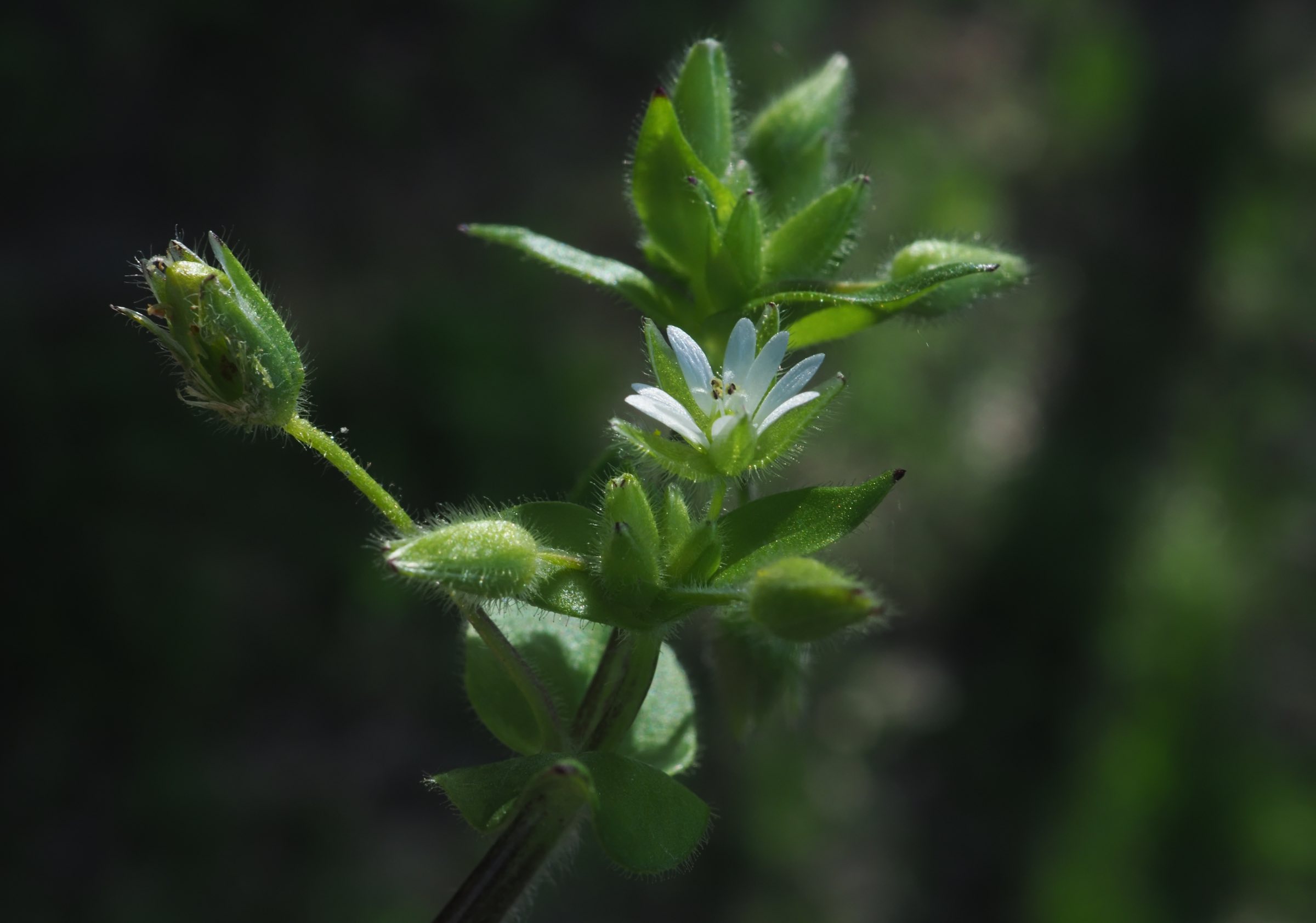 20210430-Stellaria cf ruderalis Eckartsau.jpg