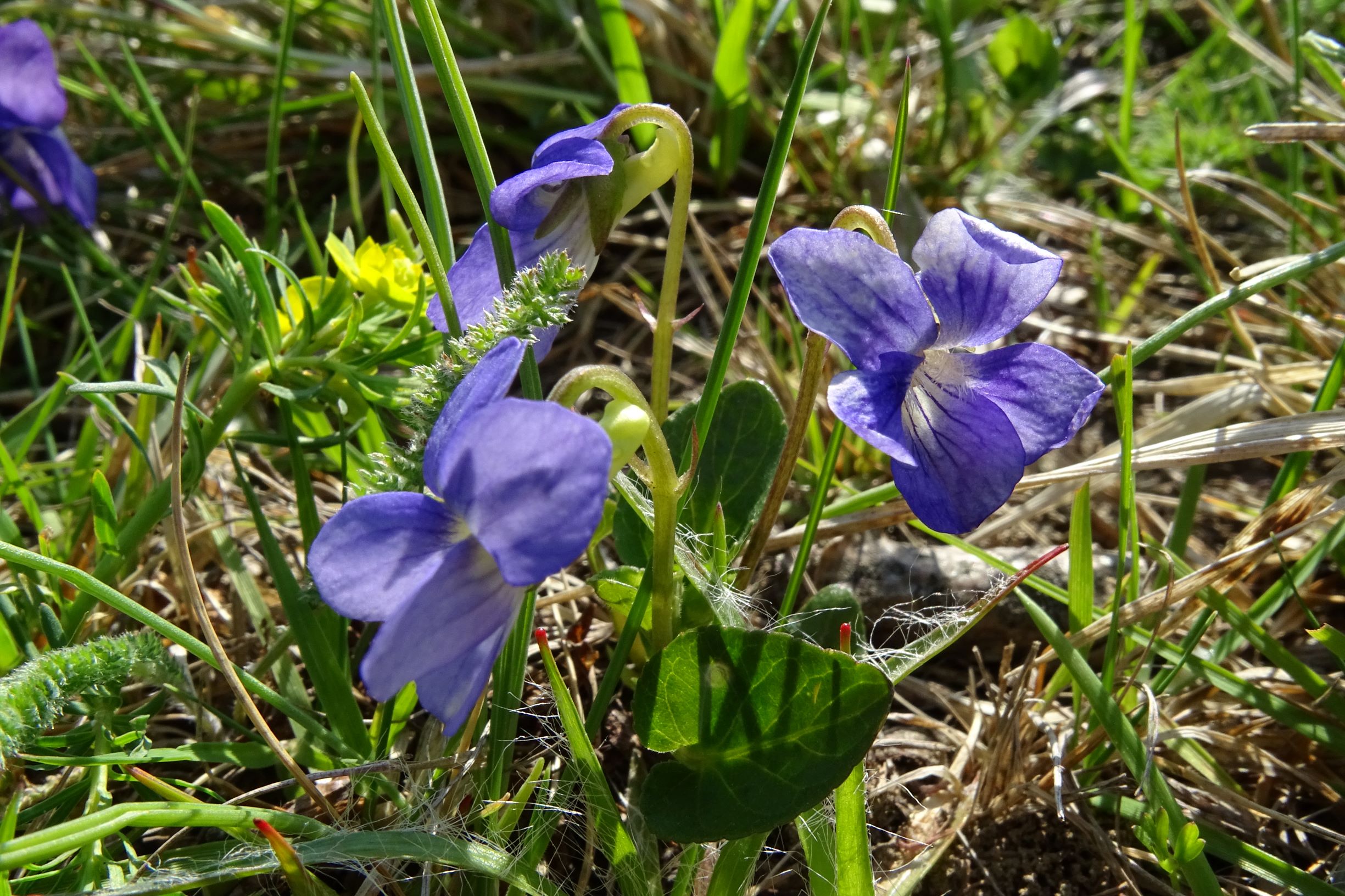 DSC05989 leithagebirge breitenbrunn, 2021-05-01, viola cf. canina x rupestris.JPG