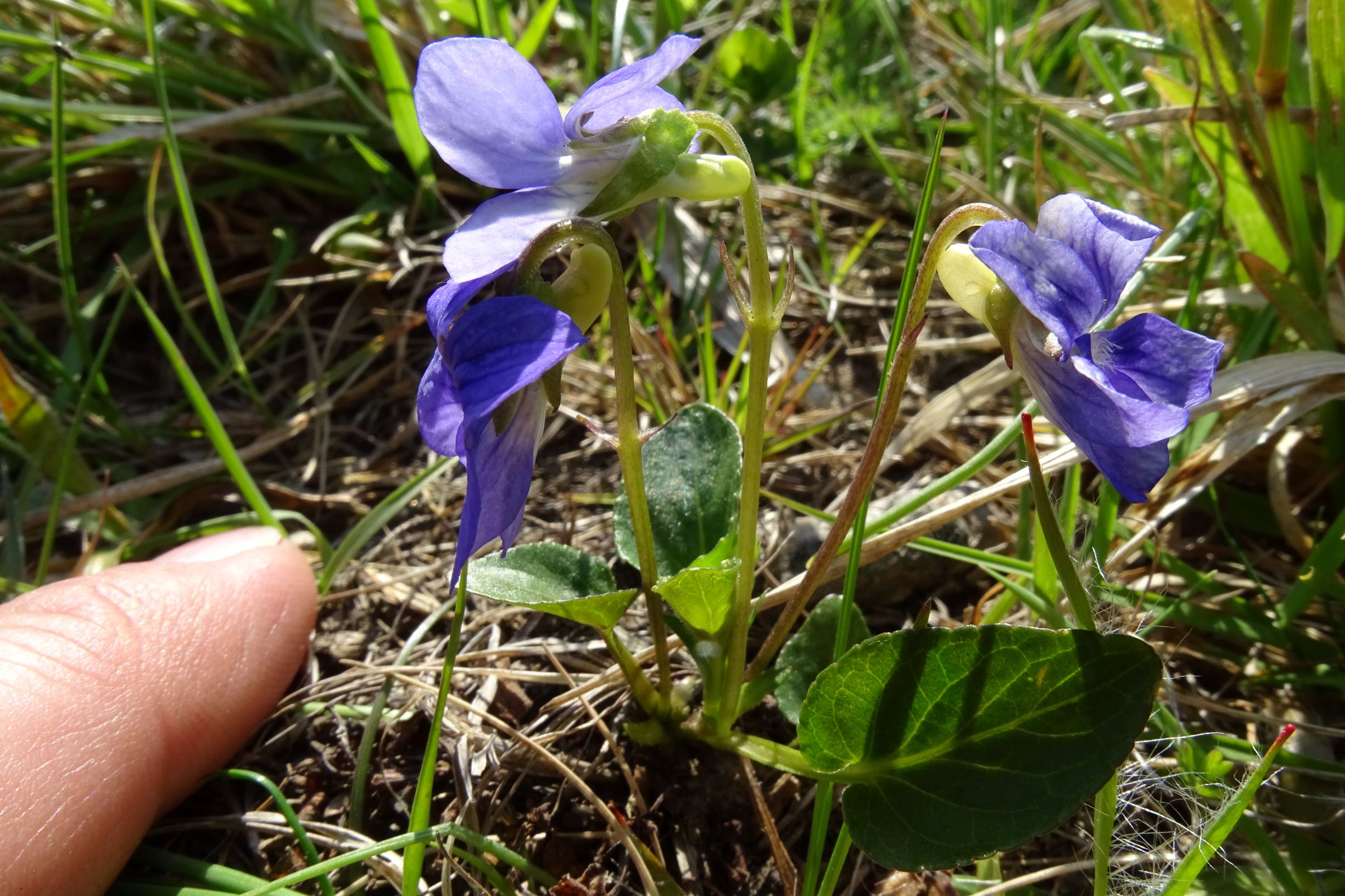 DSC05998 leithagebirge breitenbrunn, 2021-05-01, viola cf. canina x rupestris.JPG