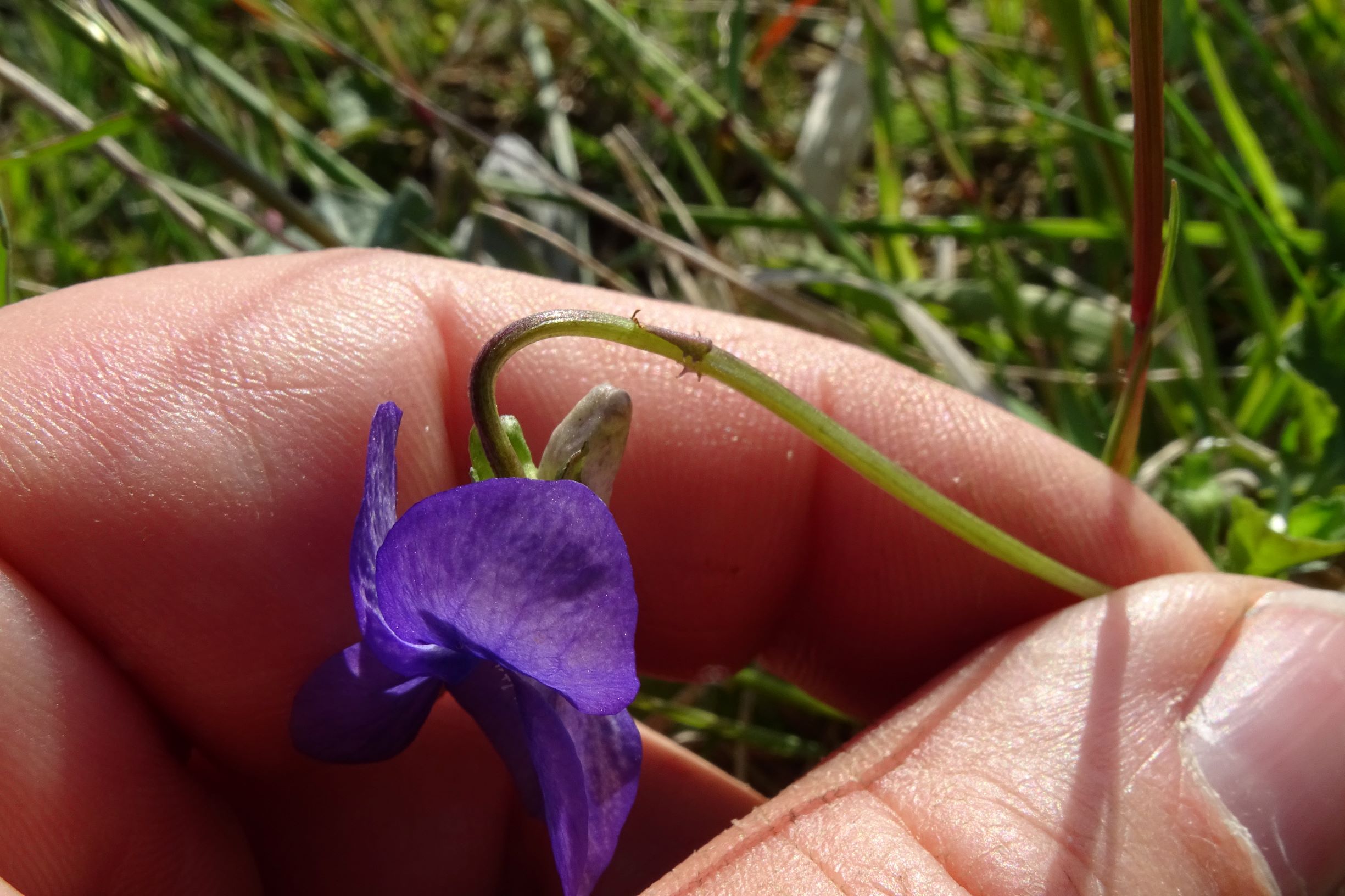 DSC06001 leithagebirge breitenbrunn, 2021-05-01, viola sp..JPG