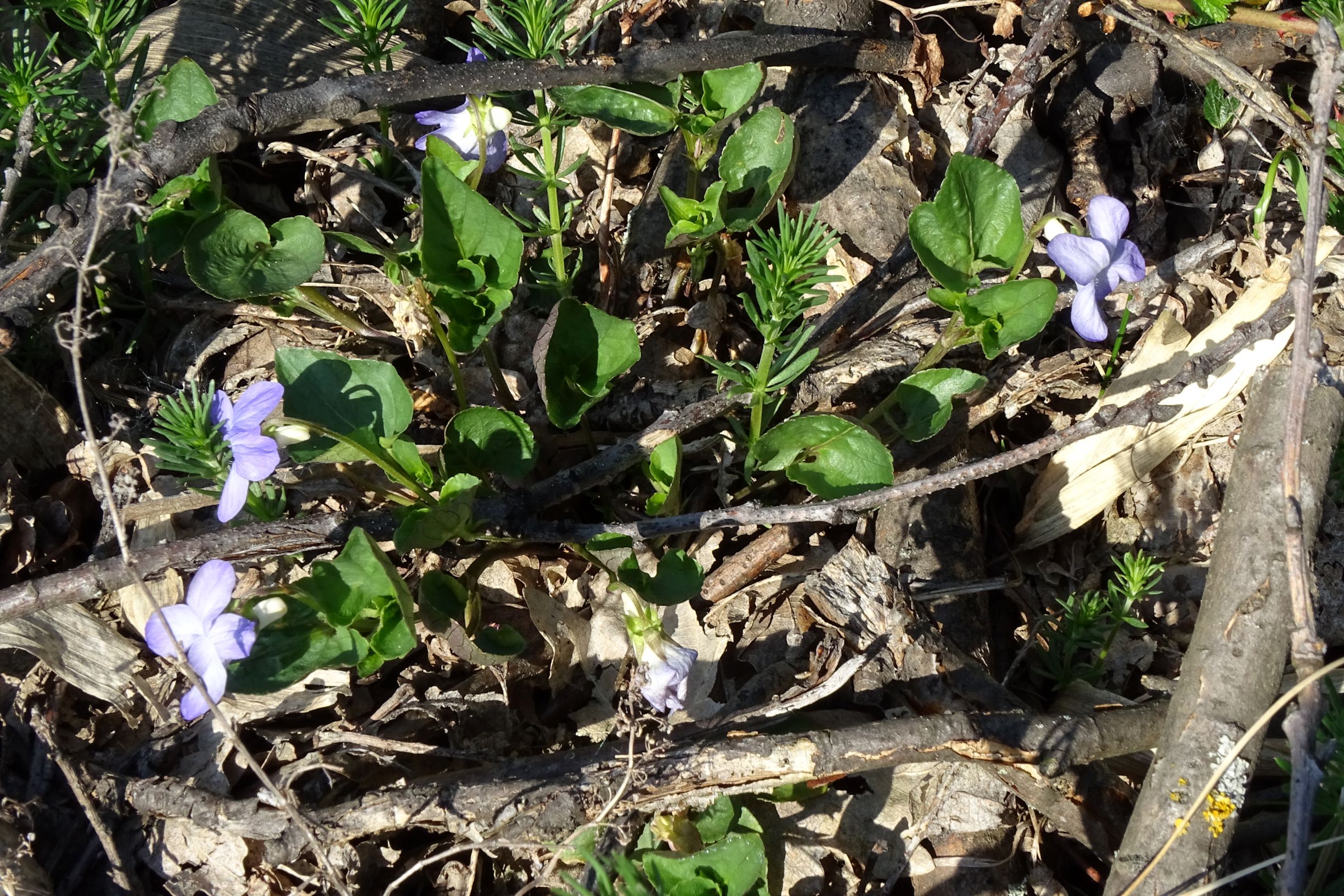 DSC06009 leithagebirge breitenbrunn, 2021-05-01, viola sp..JPG