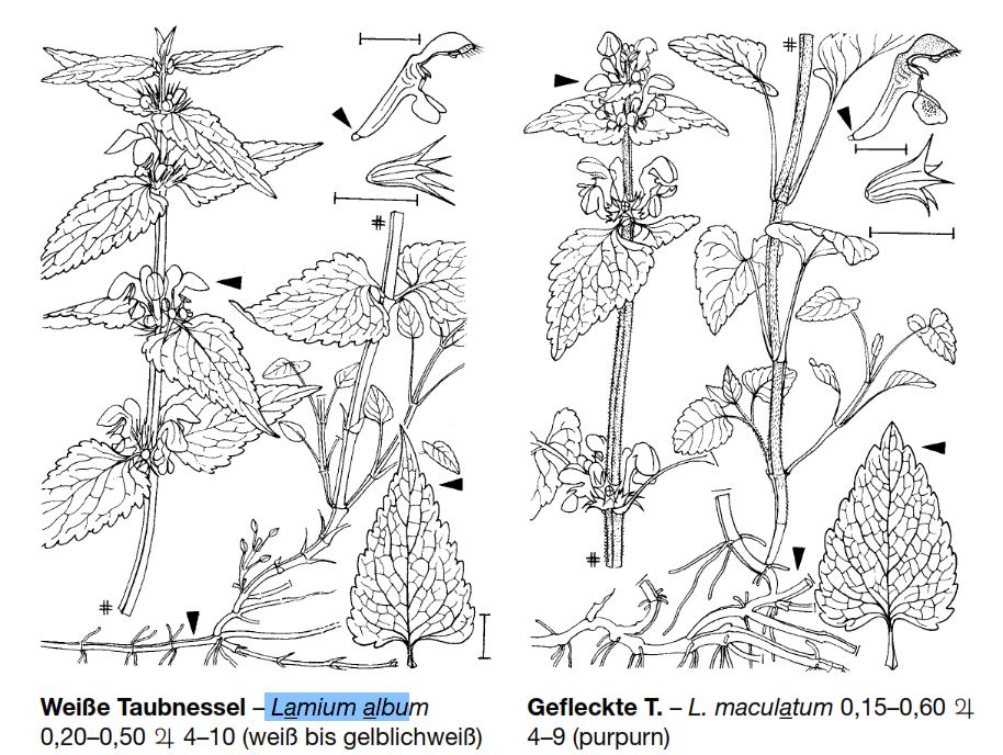 lamium.JPG