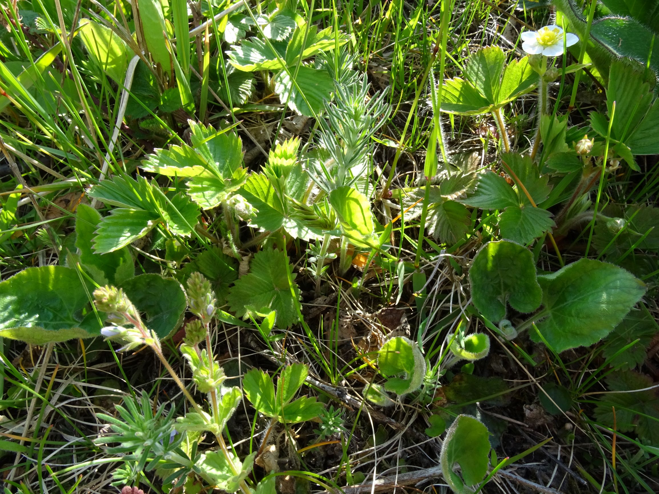 DSC06028 leithagebirge breitenbrunn, 2021-05-01, viola cf. alba scotophylla x hirta.JPG