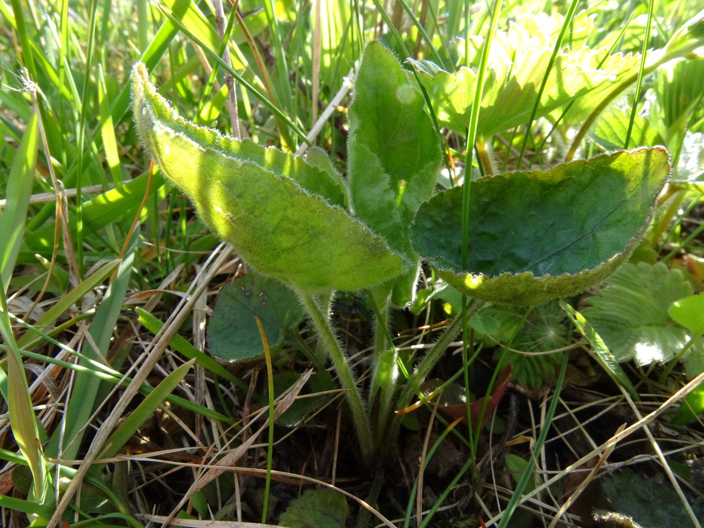 DSC06030 leithagebirge breitenbrunn, 2021-05-01, viola cf. alba scotophylla x hirta.JPG