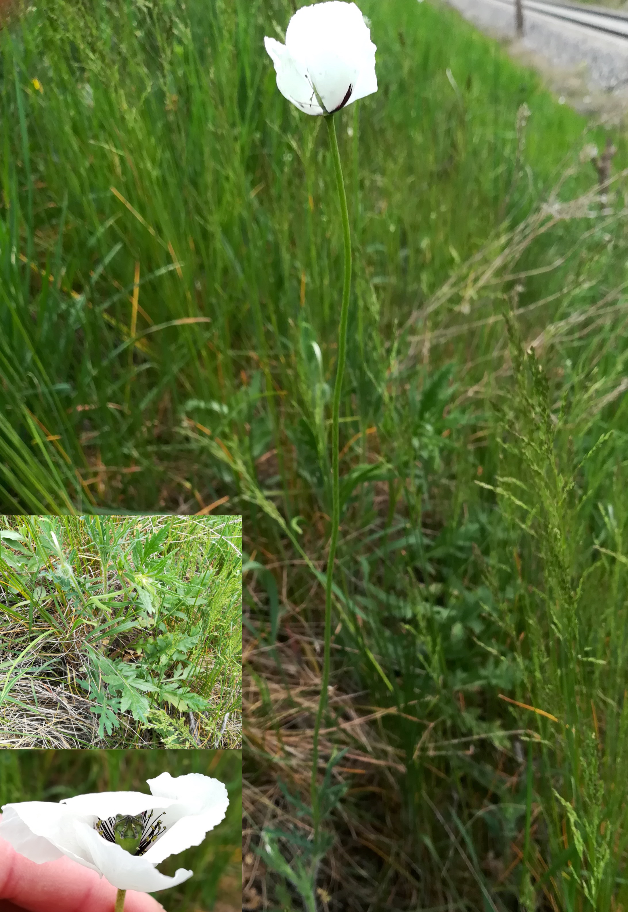 papaver dubium subsp. austromoravicum N bhf lanzendorf-rannersdorf_20210502_131414.jpg