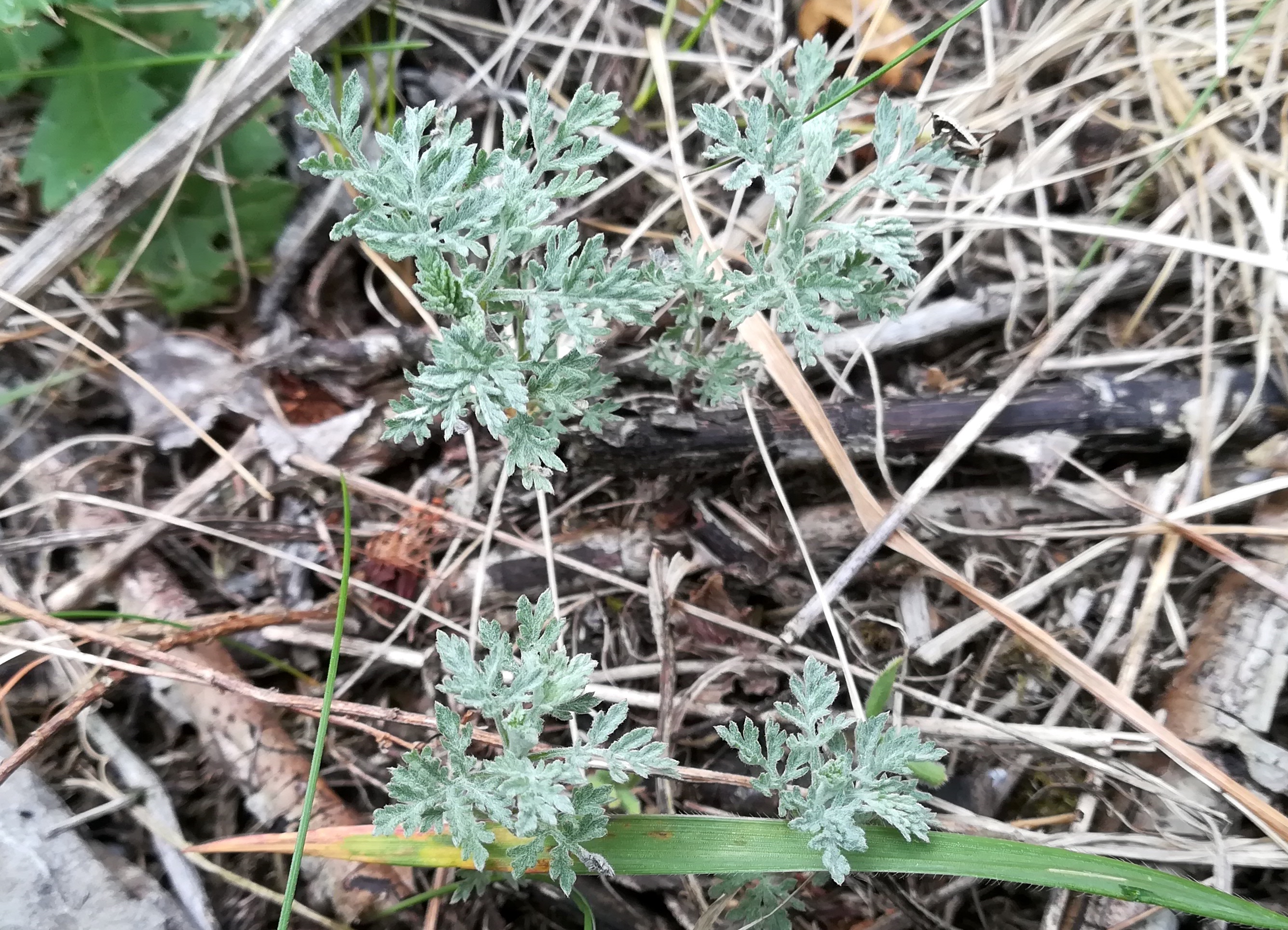 artemisia cf. pontica zw. bhf lanzendorf-rannersdorf u kledering_20210502_133932.jpg