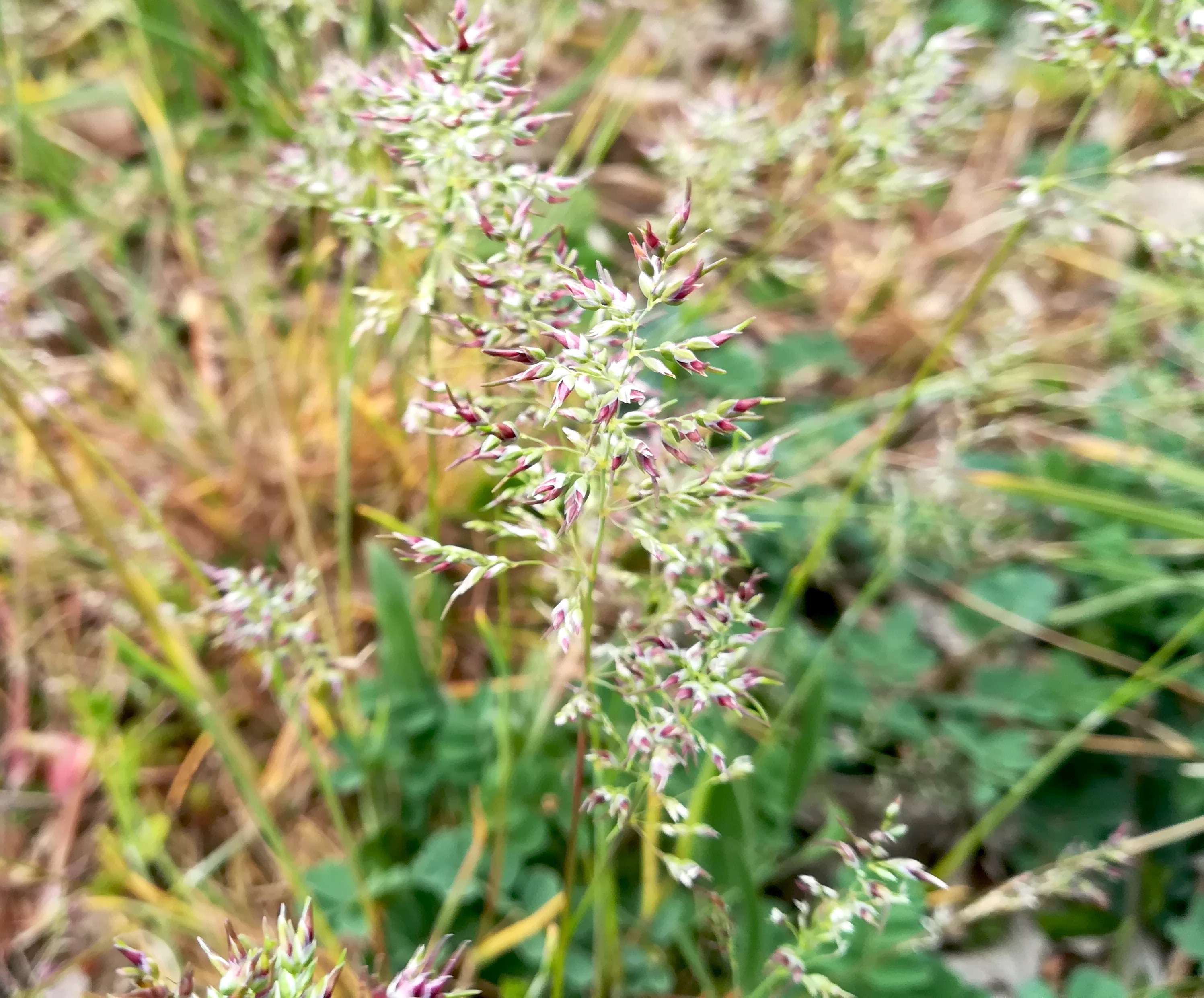 poa bulbosa kledering_20210502_141222.jpg