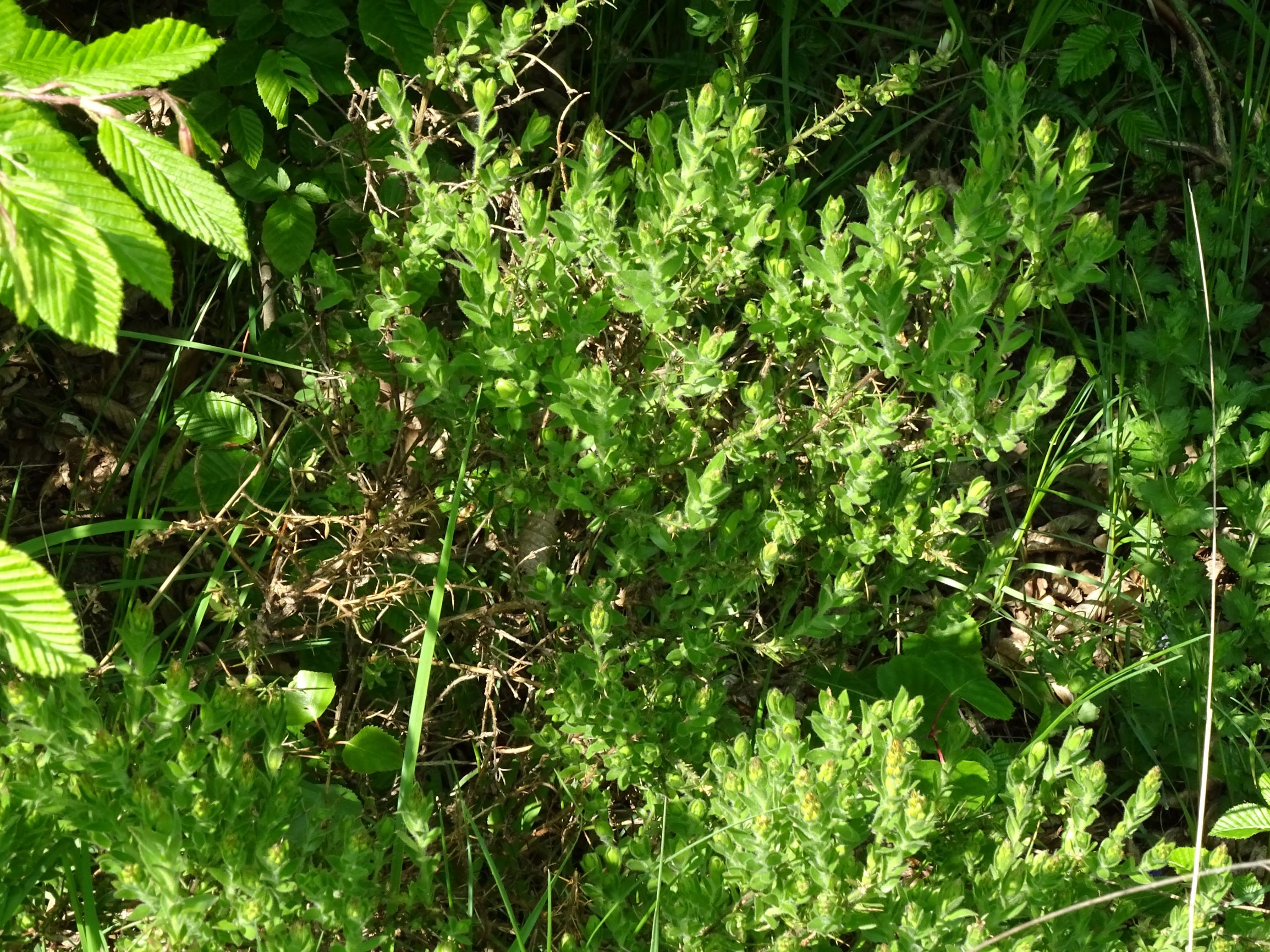 DSC05896 leithagebirge breitenbrunn, 2021-05-01, genista germanica.JPG