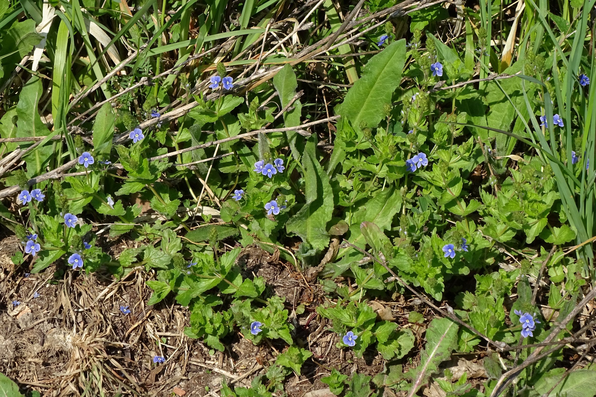 DSC05902 leithagebirge breitenbrunn, 2021-05-01, veronica vindobonensis (dunkel).JPG