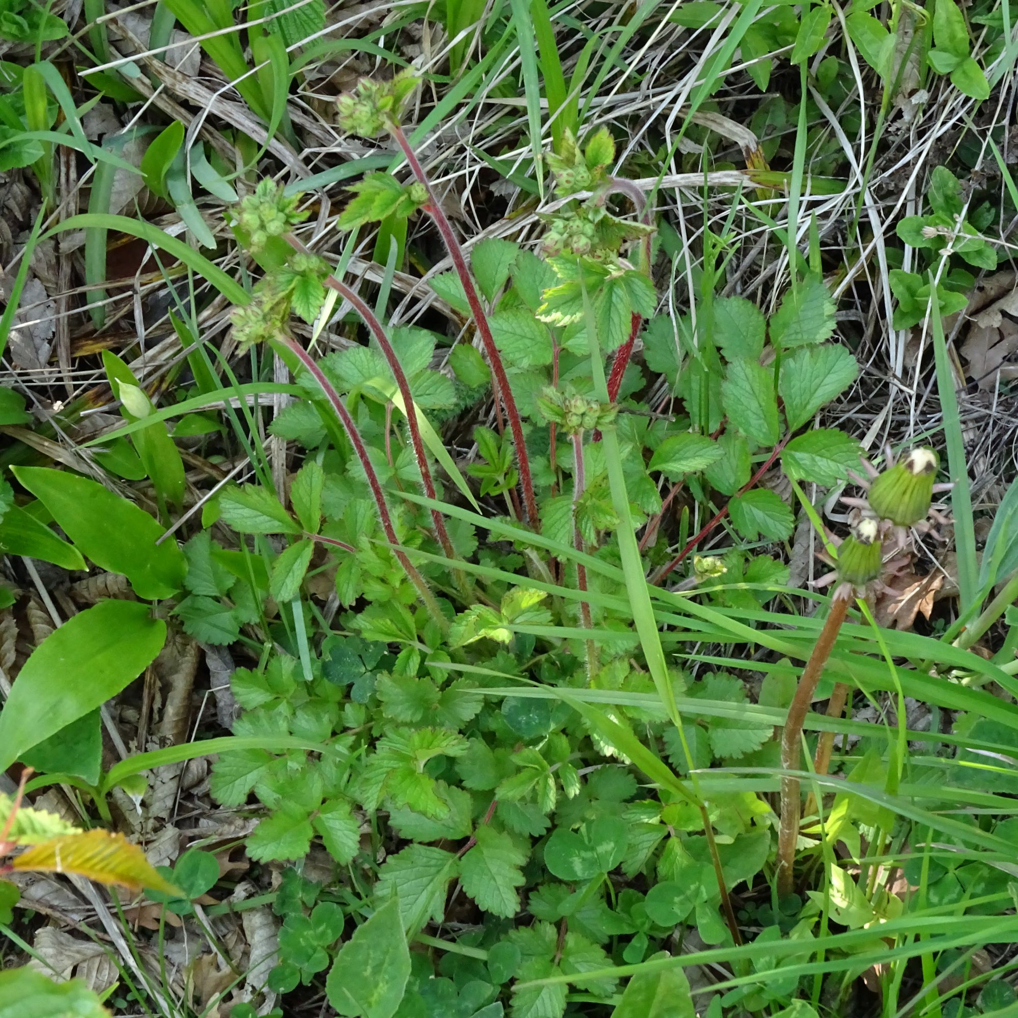 DSC05908 leithagebirge breitenbrunn, 2021-05-01, drymocallis rupestris.JPG
