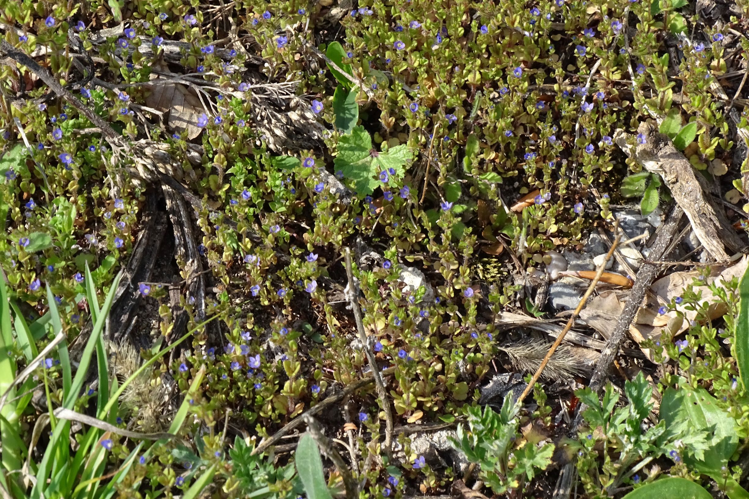 DSC05917 leithagebirge breitenbrunn, 2021-05-01, veronica arvensis.JPG