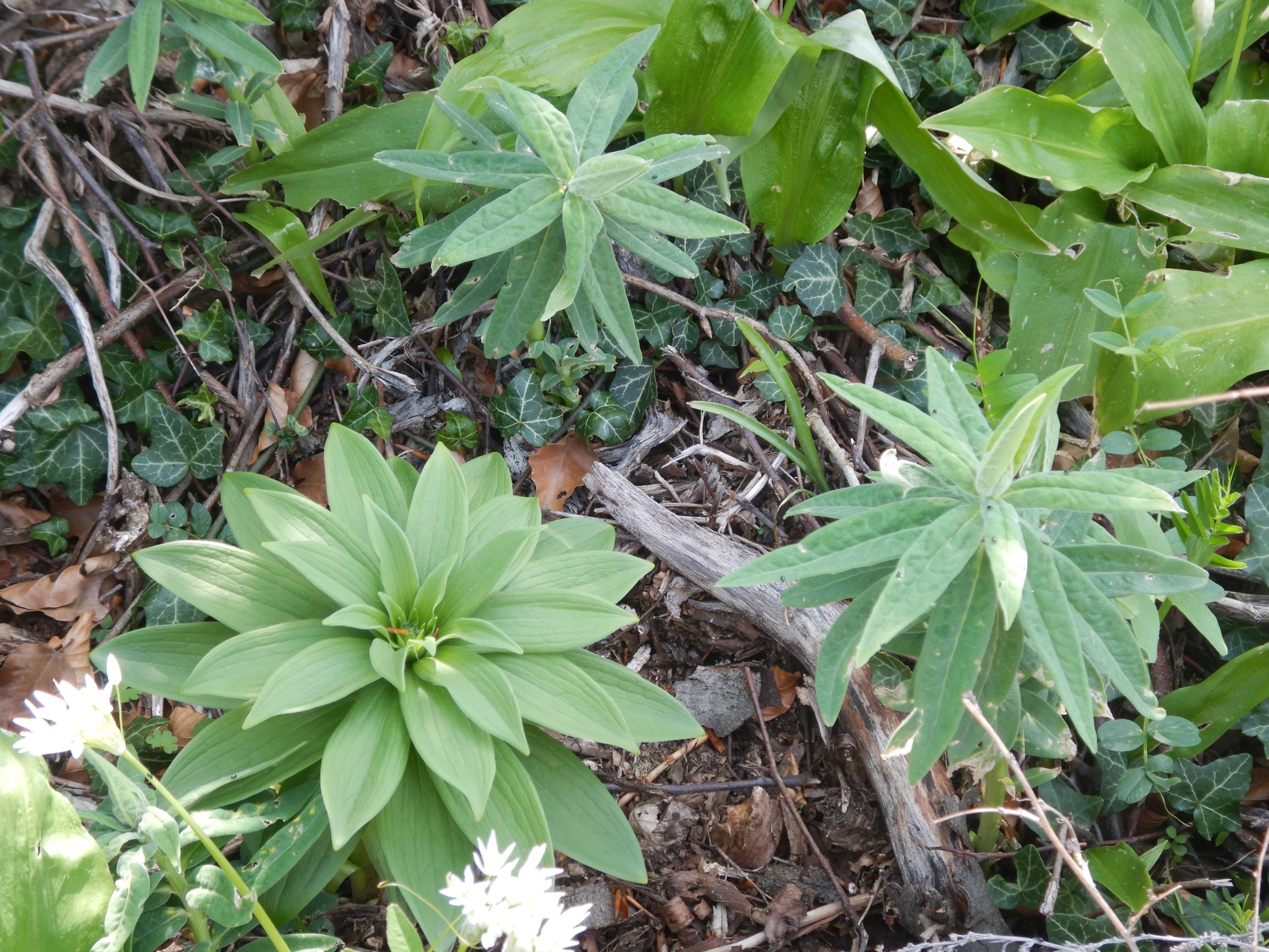 DSCN3054 leithagebirge breitenbrunn, 2021-05-01, euphorbia salicifolia, lilium martagon, hedera helix, allium ursinum.JPG