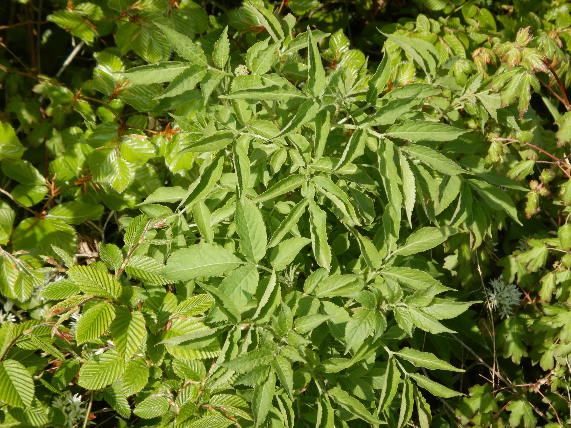 DSCN3058 leithagebirge breitenbrunn, 2021-05-01, sambucus racemosa, carpinus betulus, fagus sylvatica, acer campestre.JPG