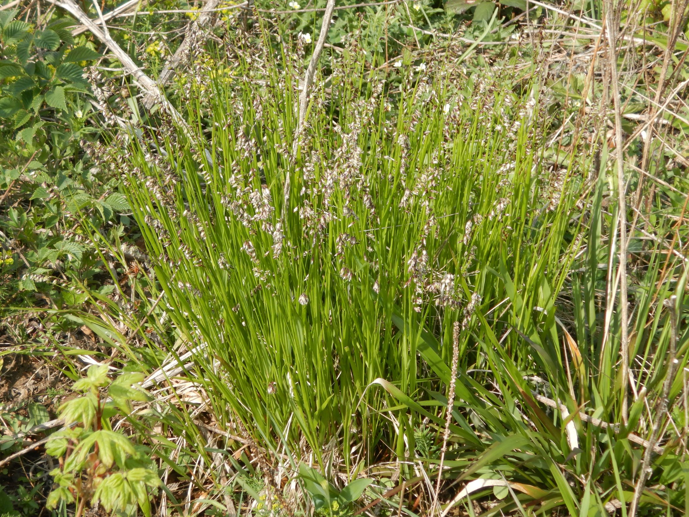 DSCN3063 leithagebirge breitenbrunn, 2021-05-01, melica nutans agg. (ev. picta, da horstig und silikatisch).JPG