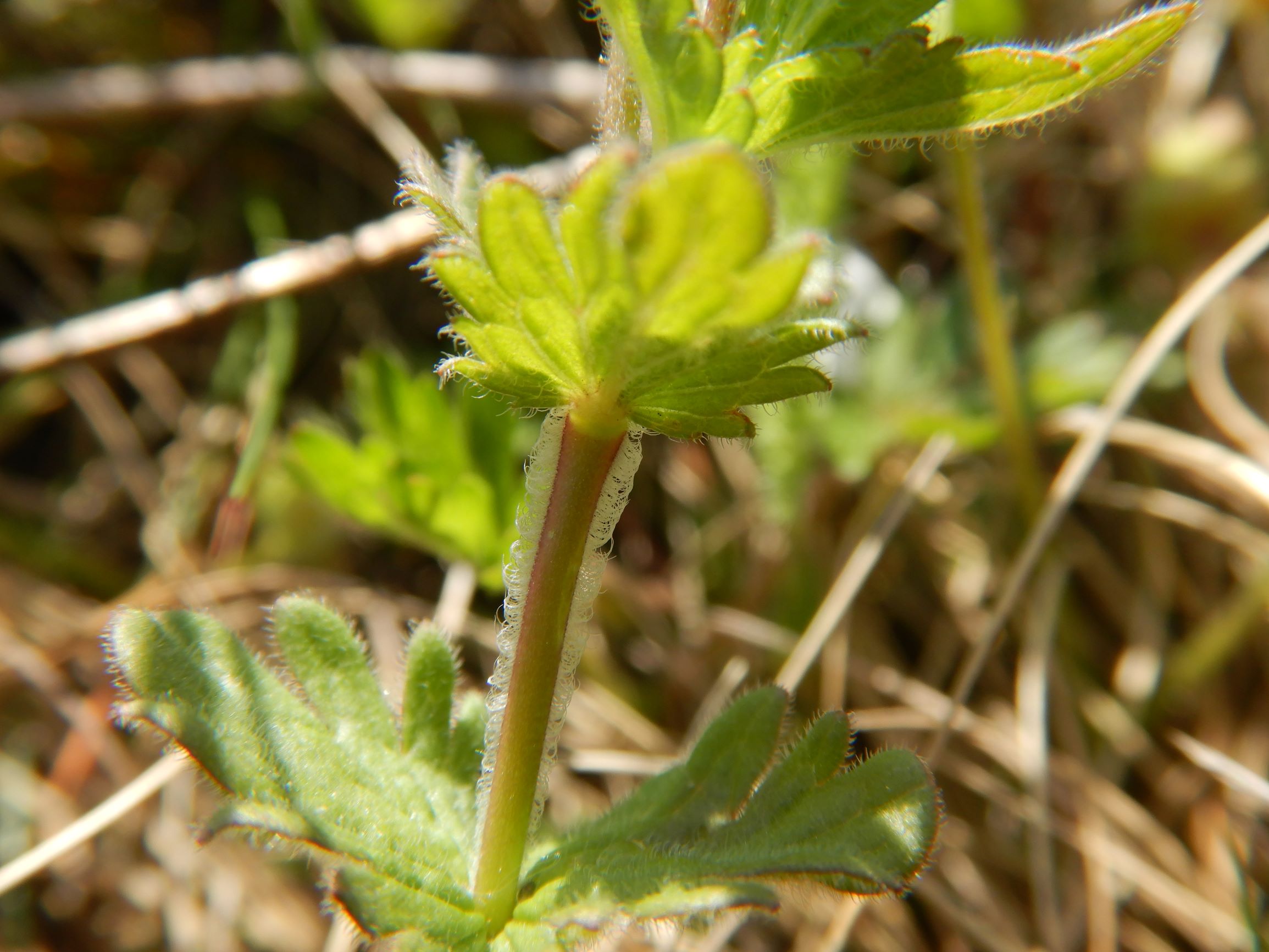 DSCN3095 leithagebirge breitenbrunn, 2021-05-01, veronica vindobonensis (indument).JPG