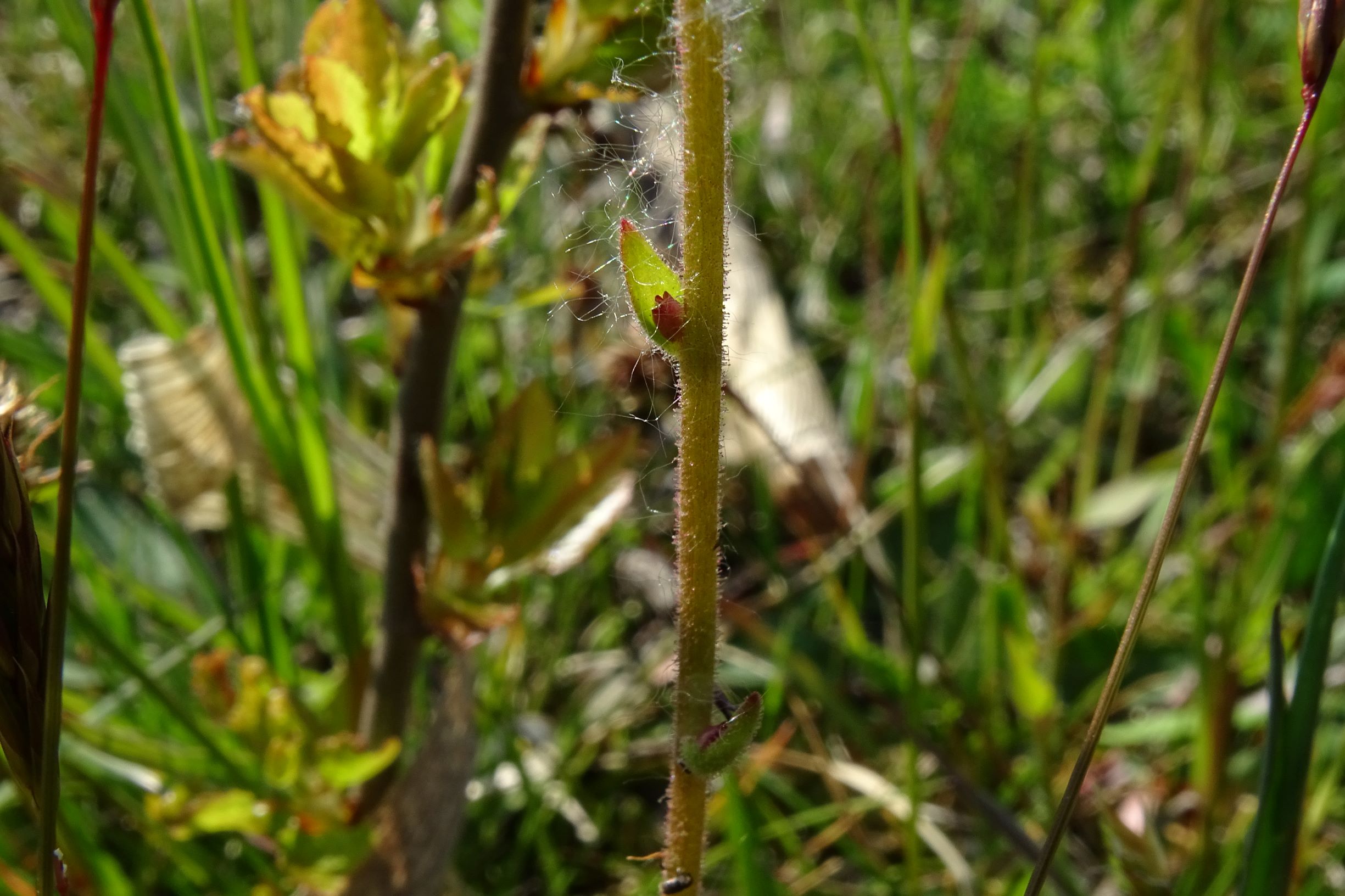 DSC05976 leithagebirge breitenbrunn, 2021-05-01, saxifraga bulbifera.JPG